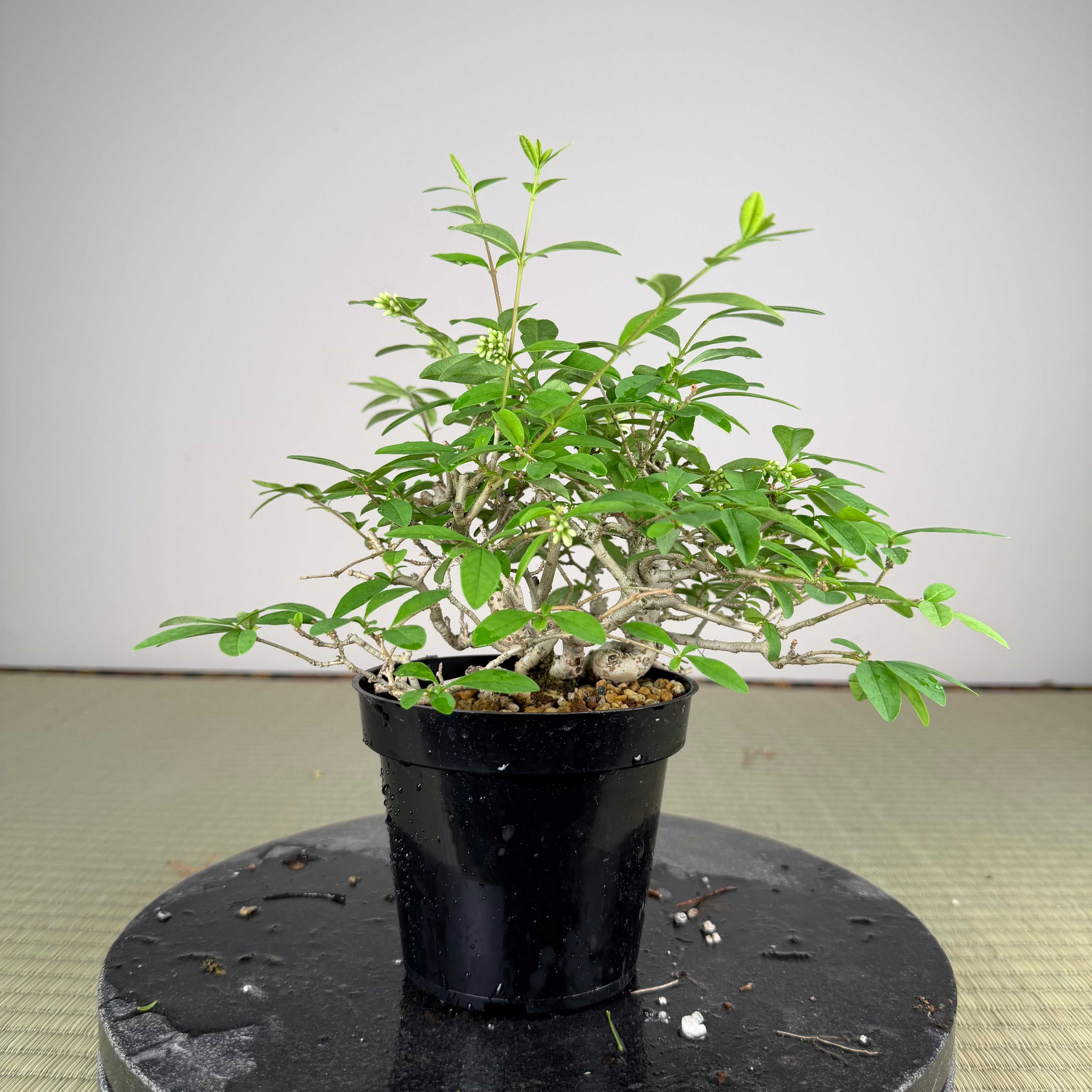 Ligustrum Arakawa *Voir note*