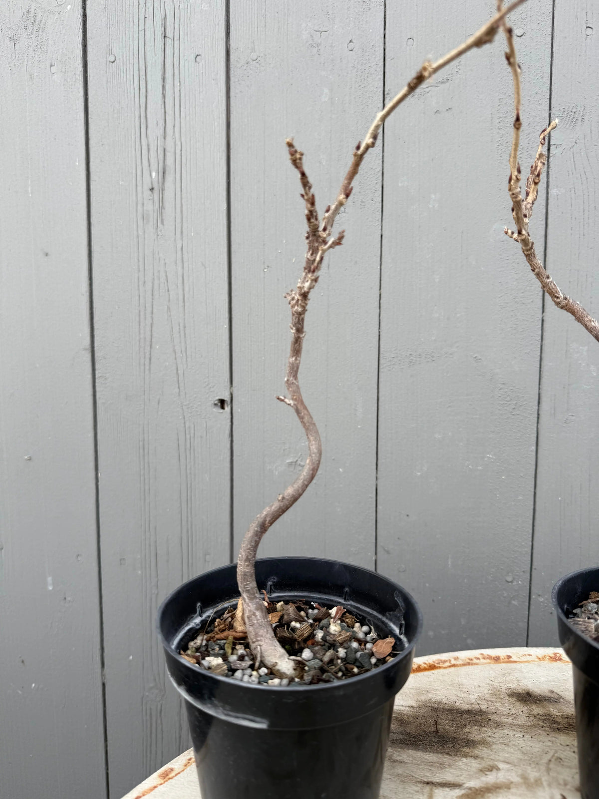 Wisteria floribunda Canada Bonsai