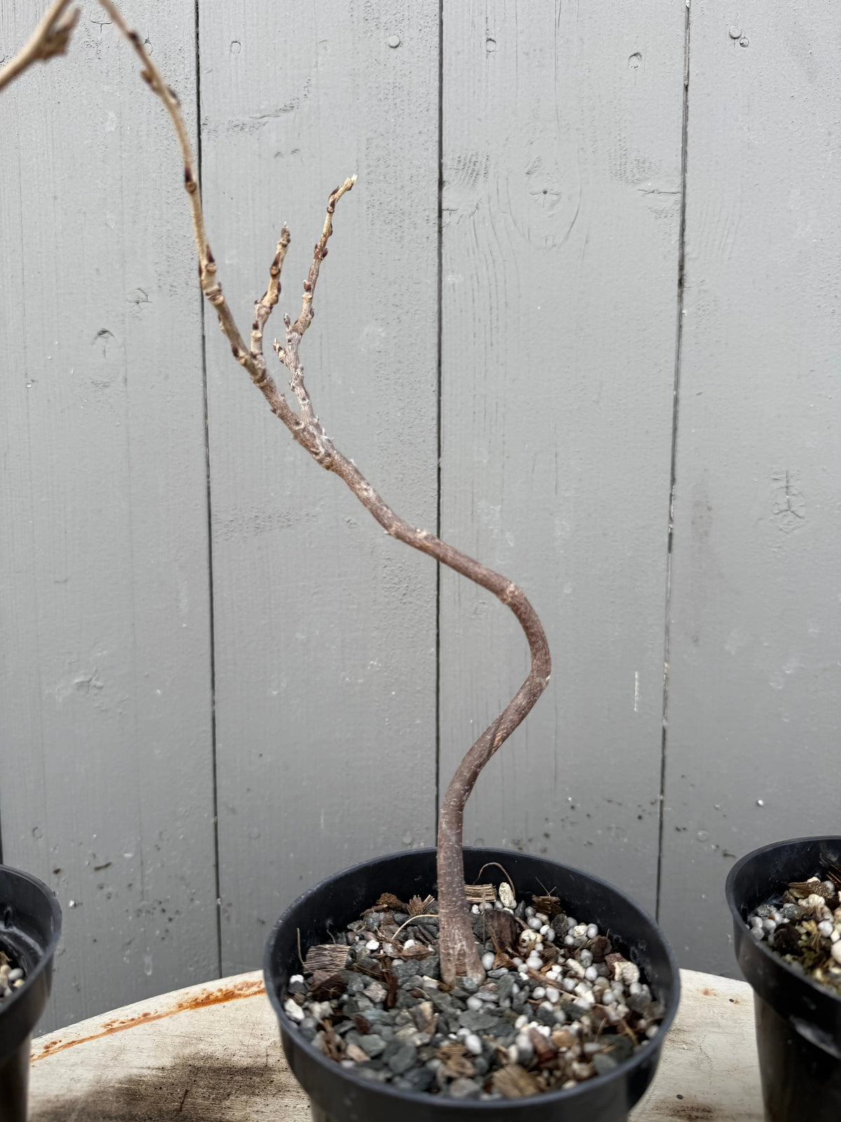 Wisteria floribunda Canada Bonsai