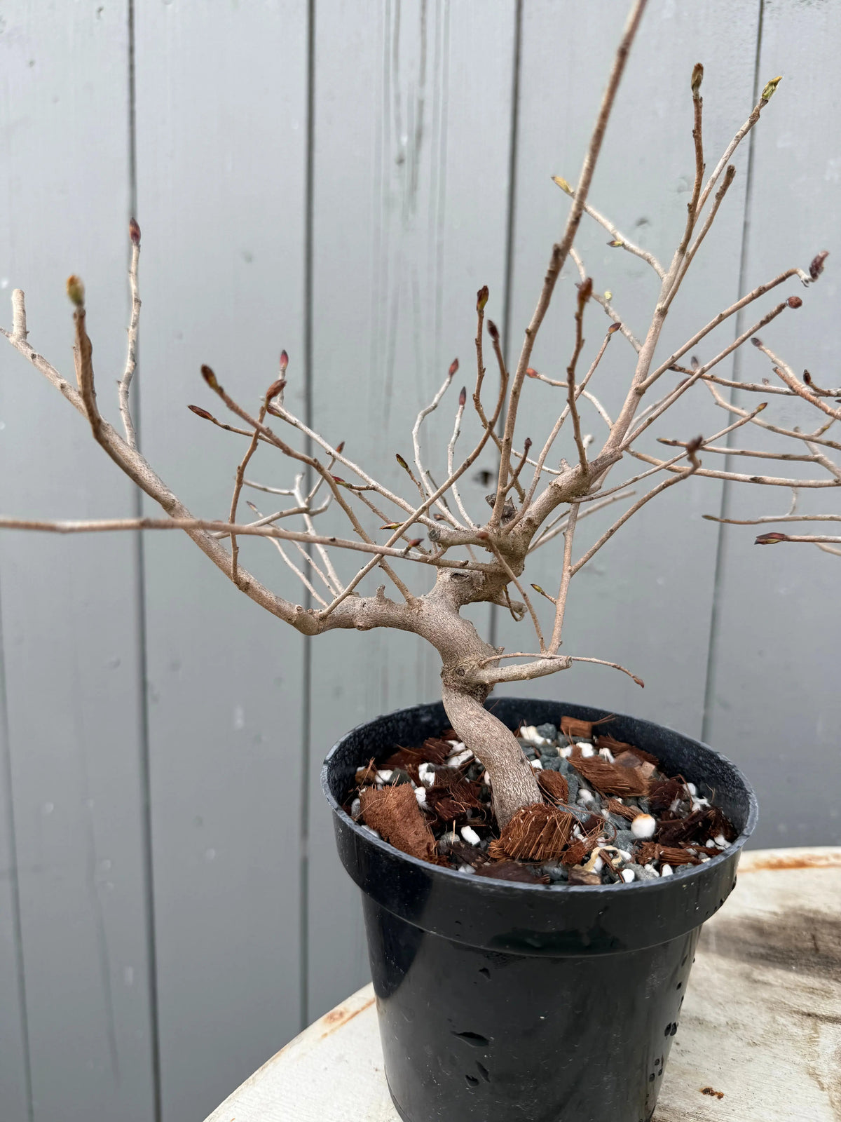 Corylopsis spicata Canada Bonsai