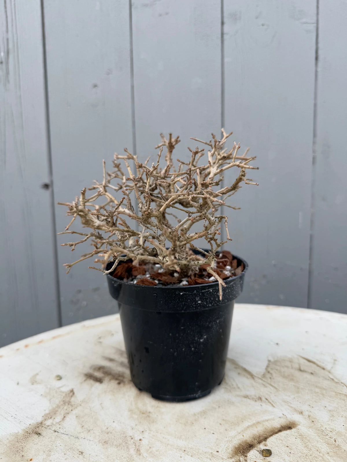Ligustrum obtusifolium Canada Bonsai