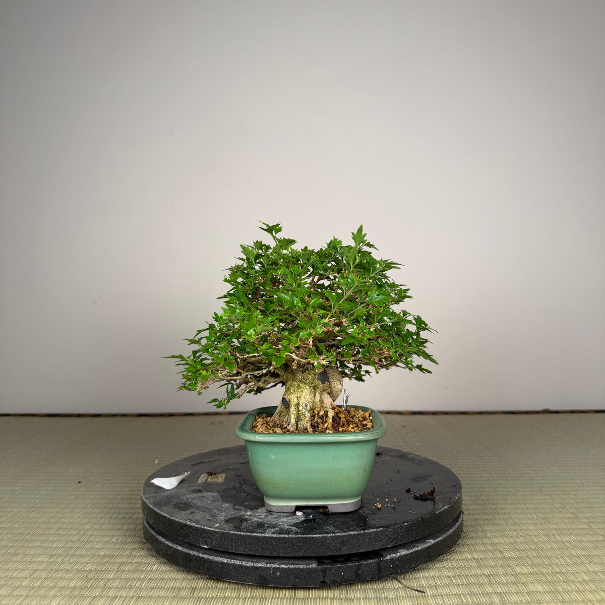 Premna japonica