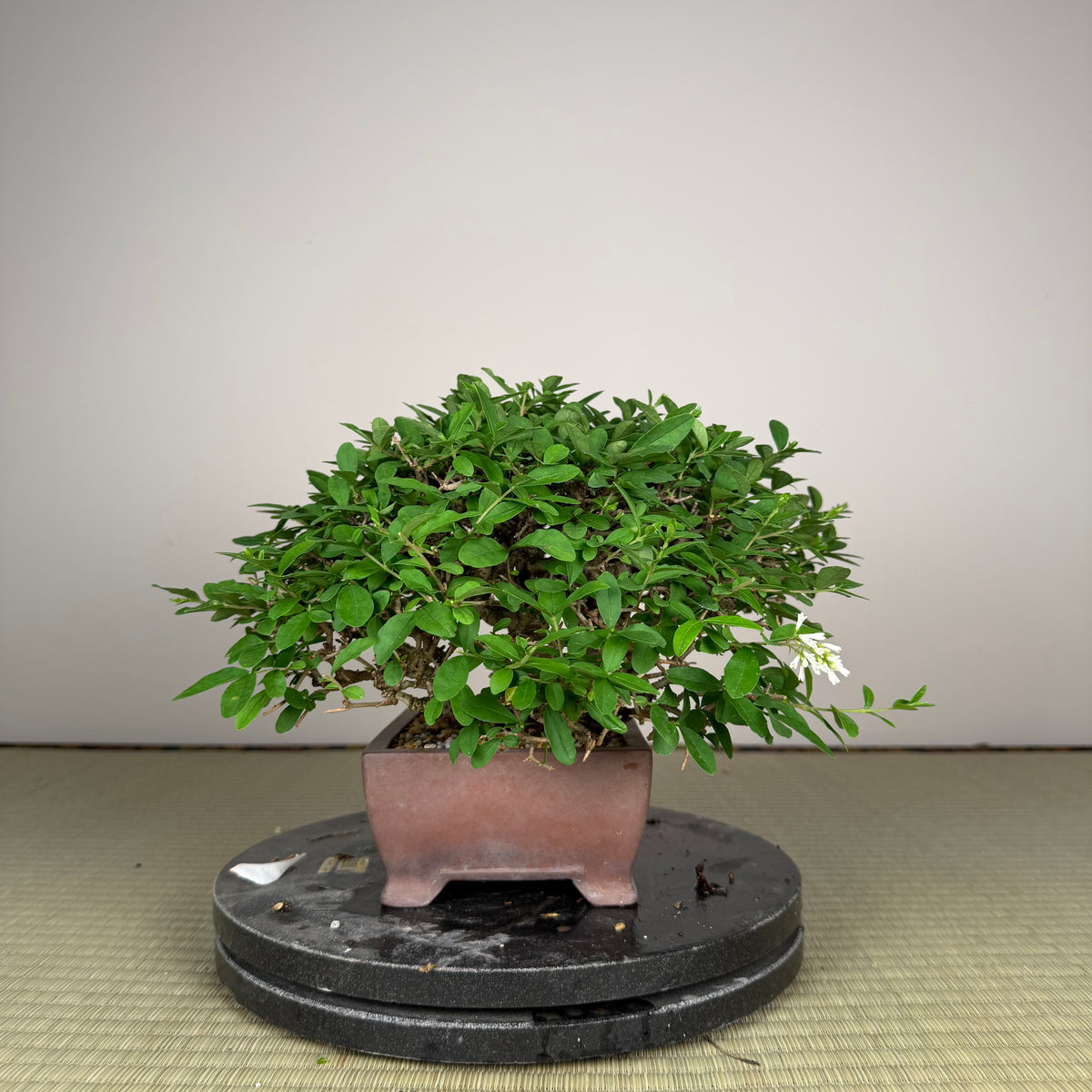 Ligustrum