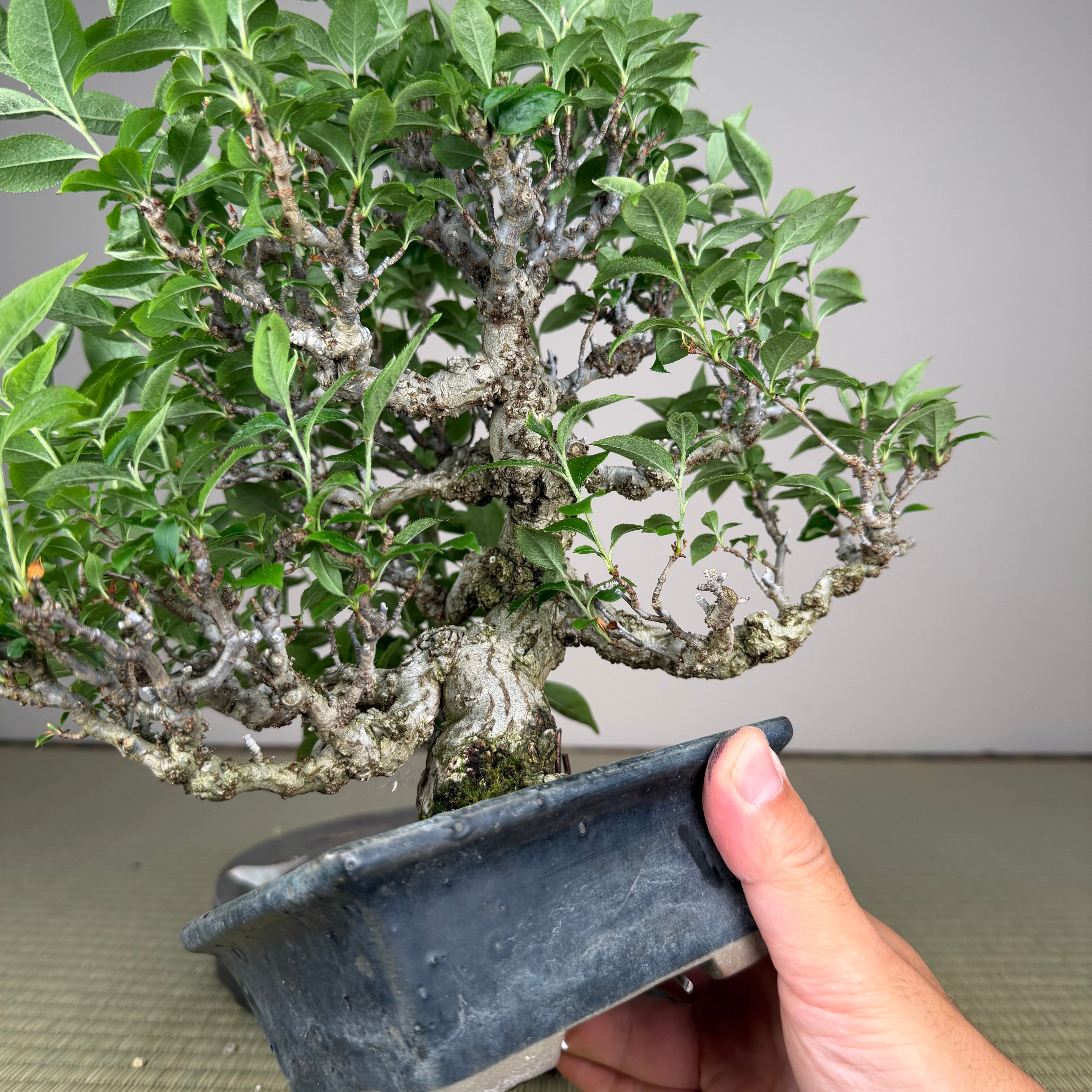 Ligustrum Arakawa *Voir note*