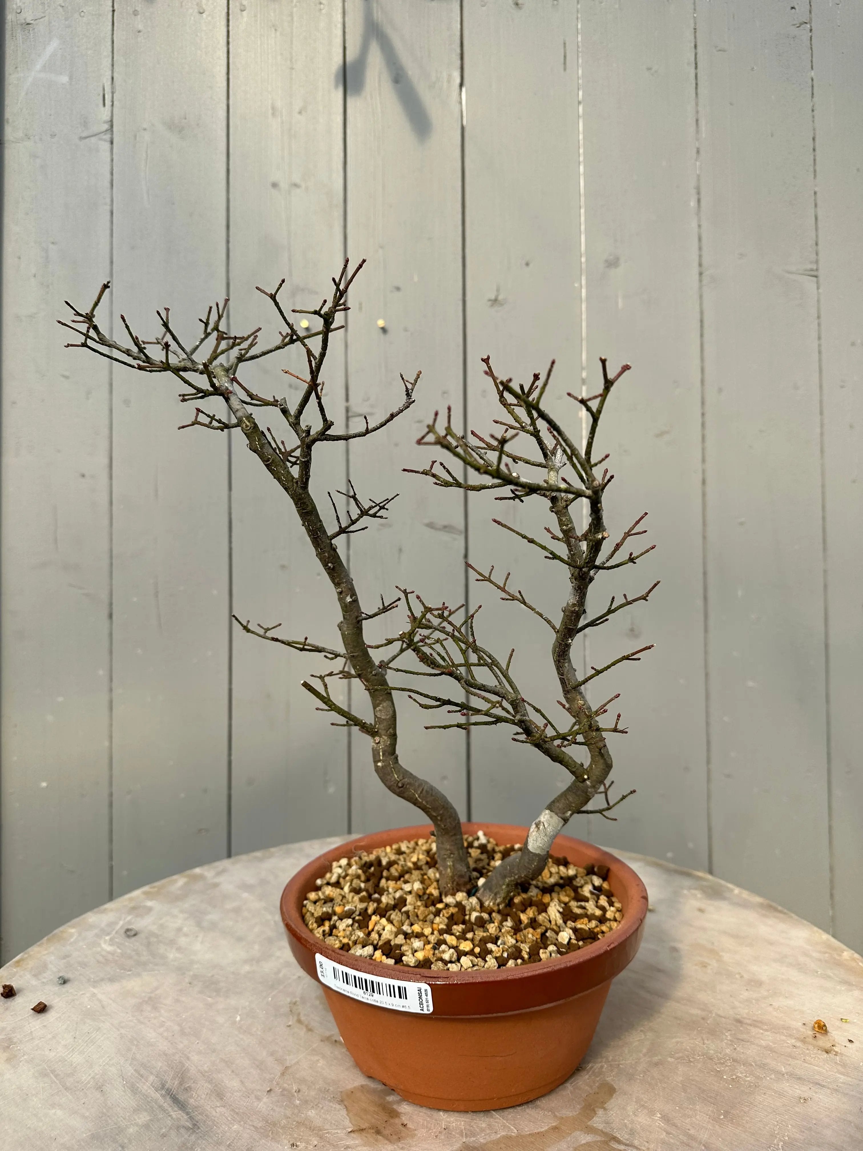 Euonymus #6 Canada Bonsai