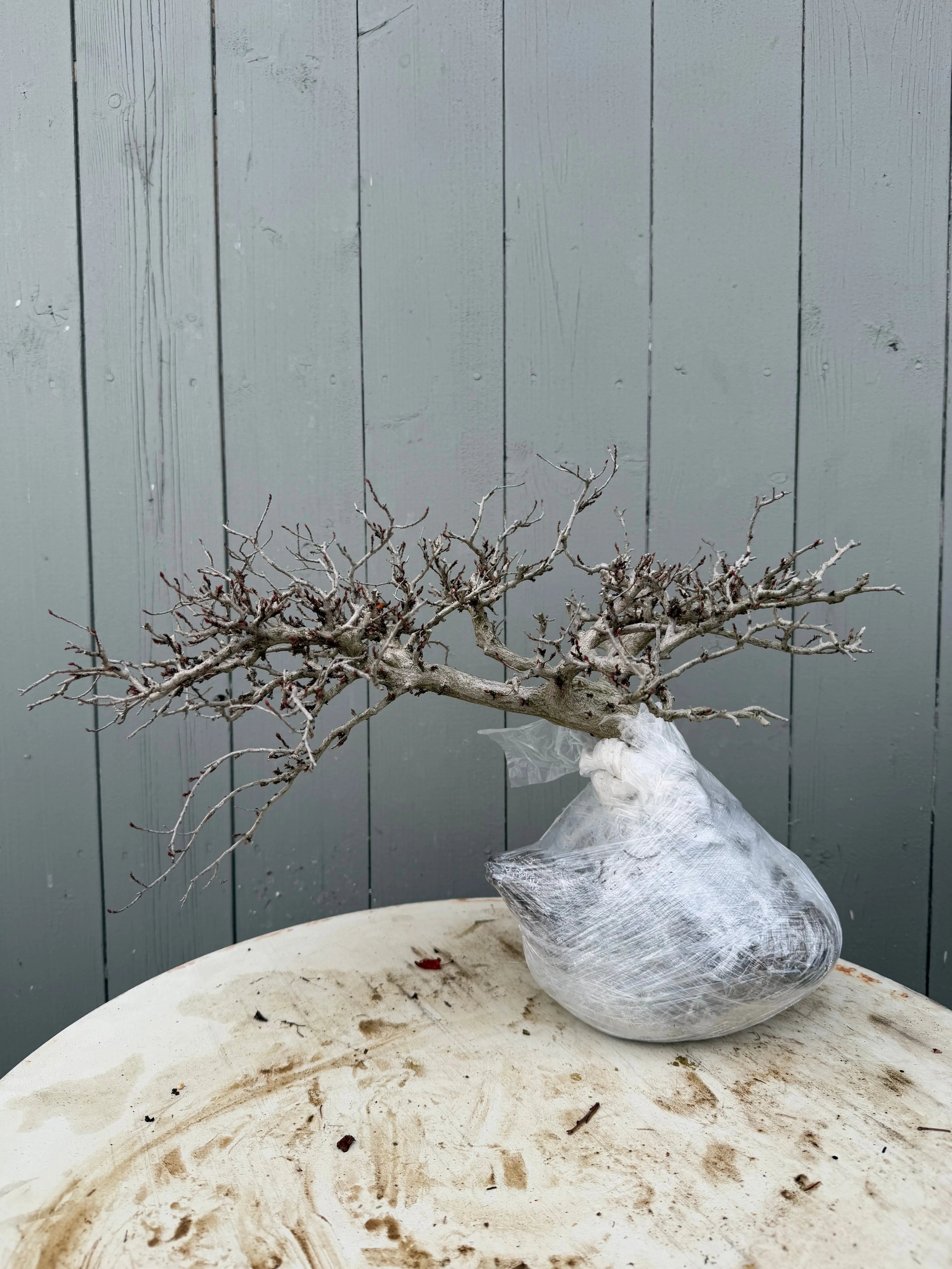 Carpinus turczaninowii Canada Bonsai