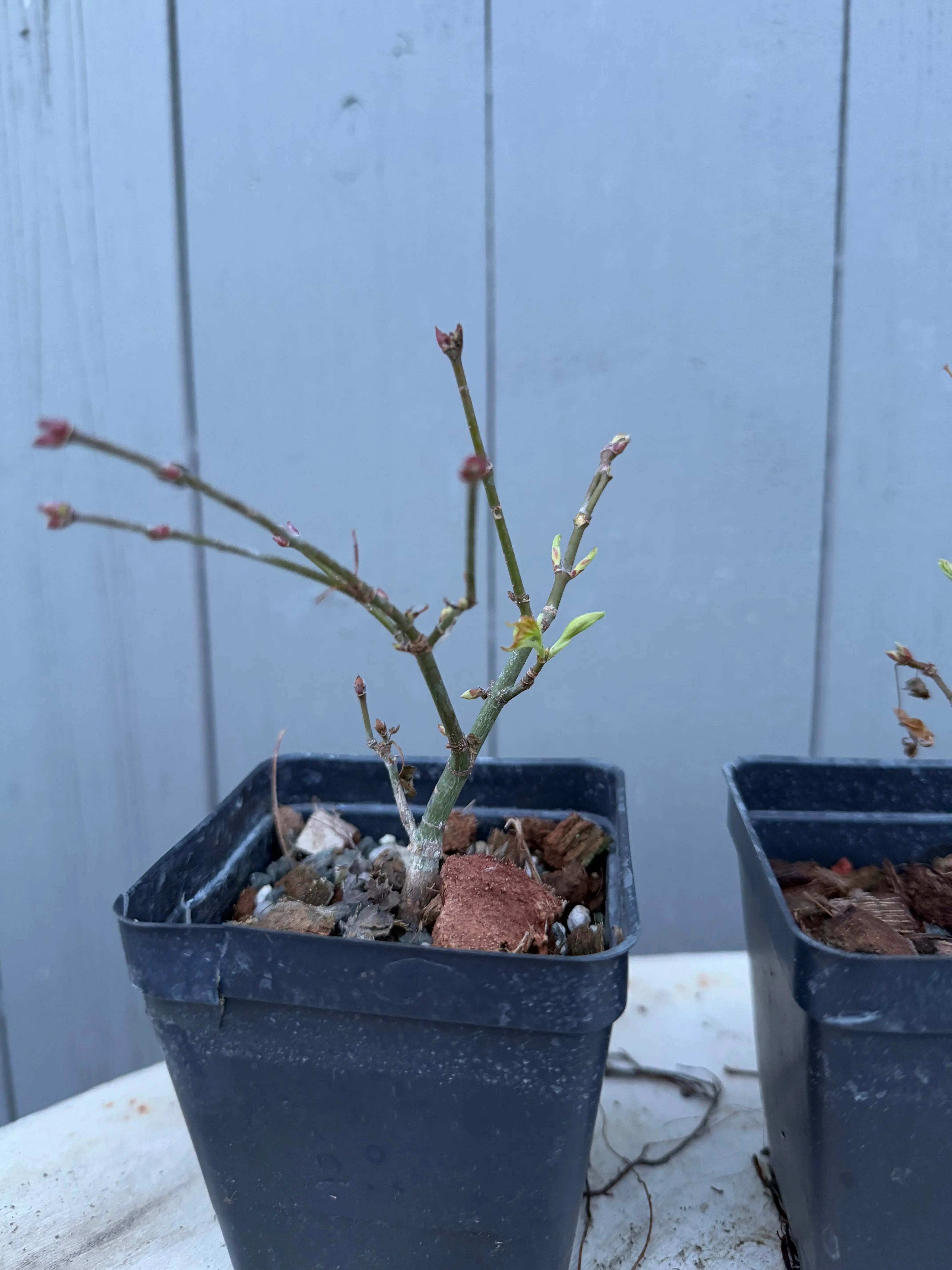 Acer palmatum 'Kashima' Canada Bonsai