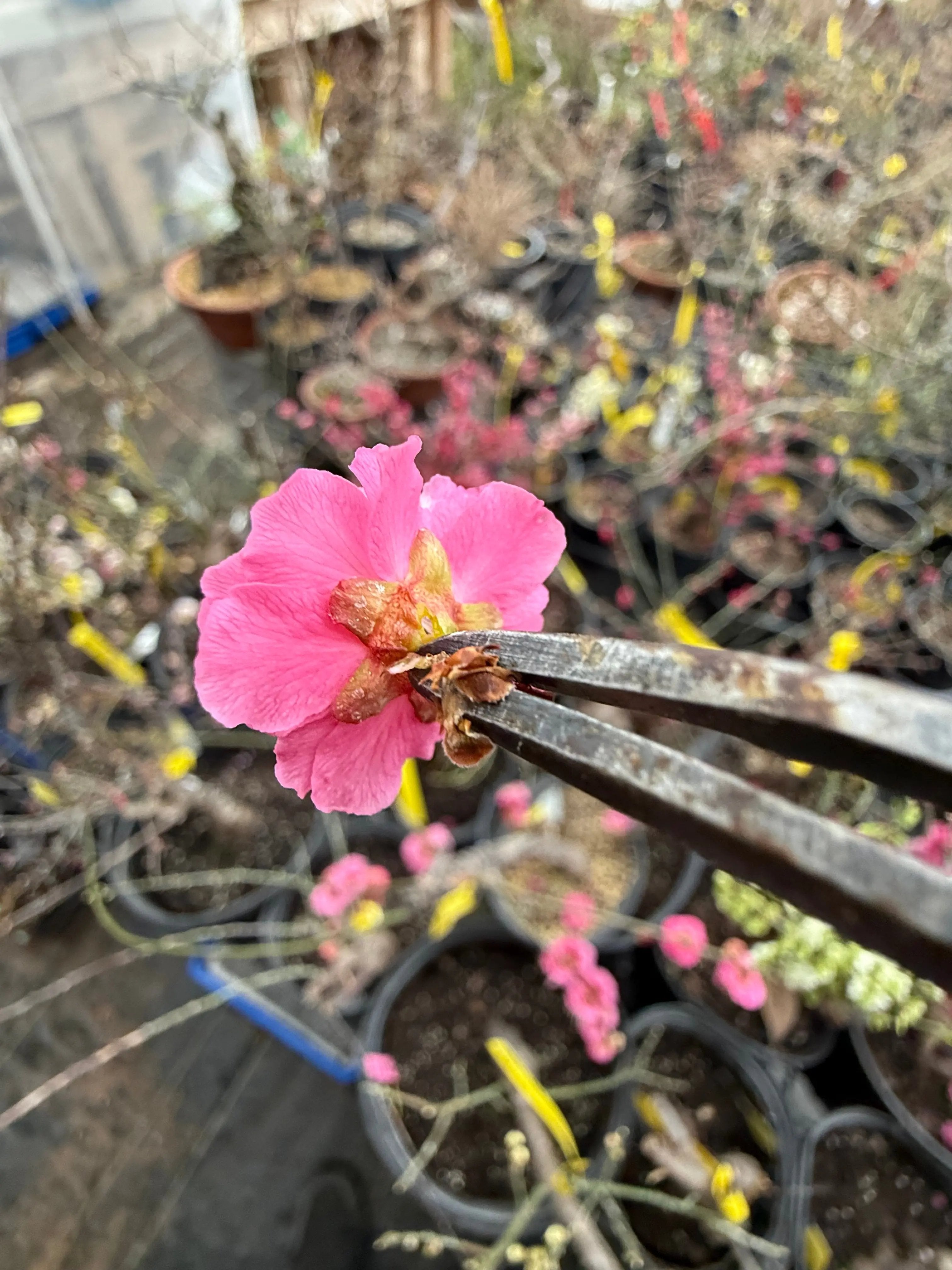 Prunus mume 'SŌNGYUÁN ZHŪSHĀ' Canada Bonsai