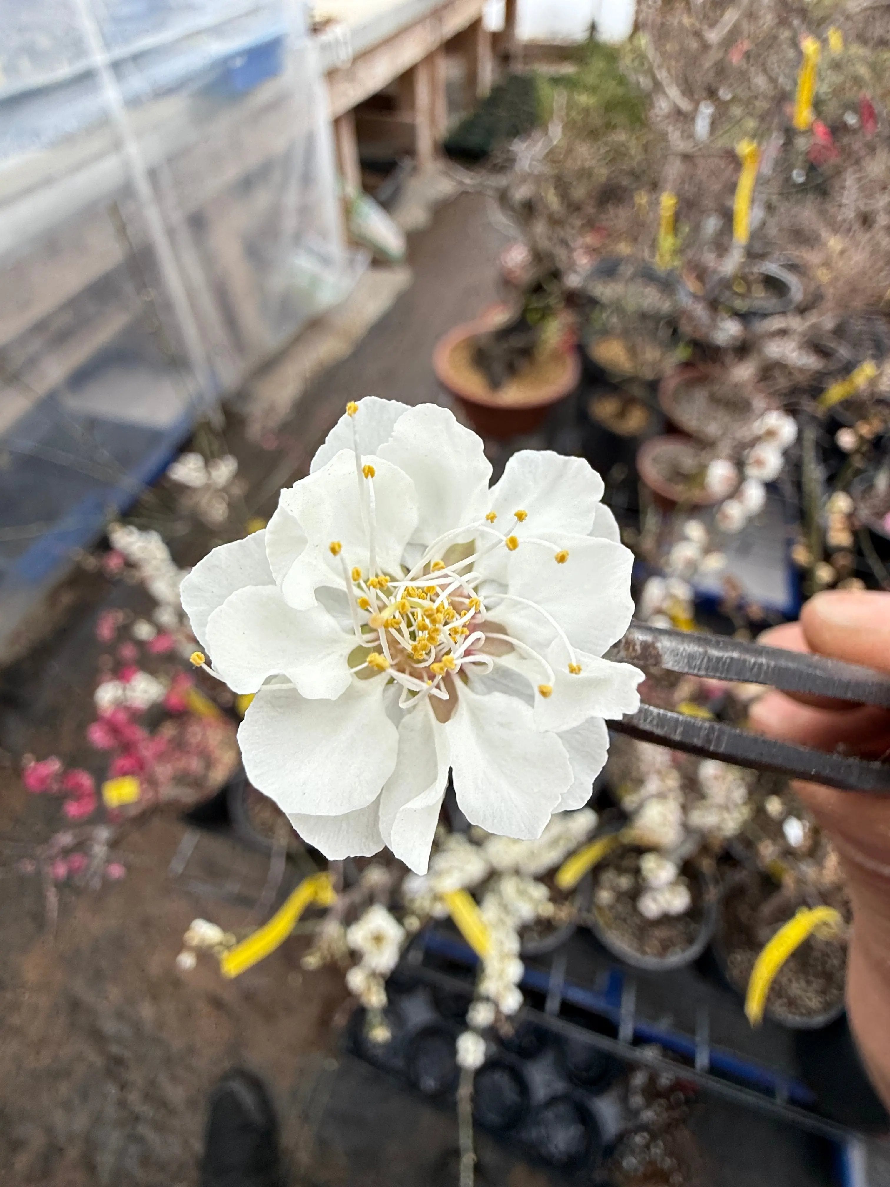 Prunus mume 'QĪNGXIĀNG YÙDIÉ' Canada Bonsai