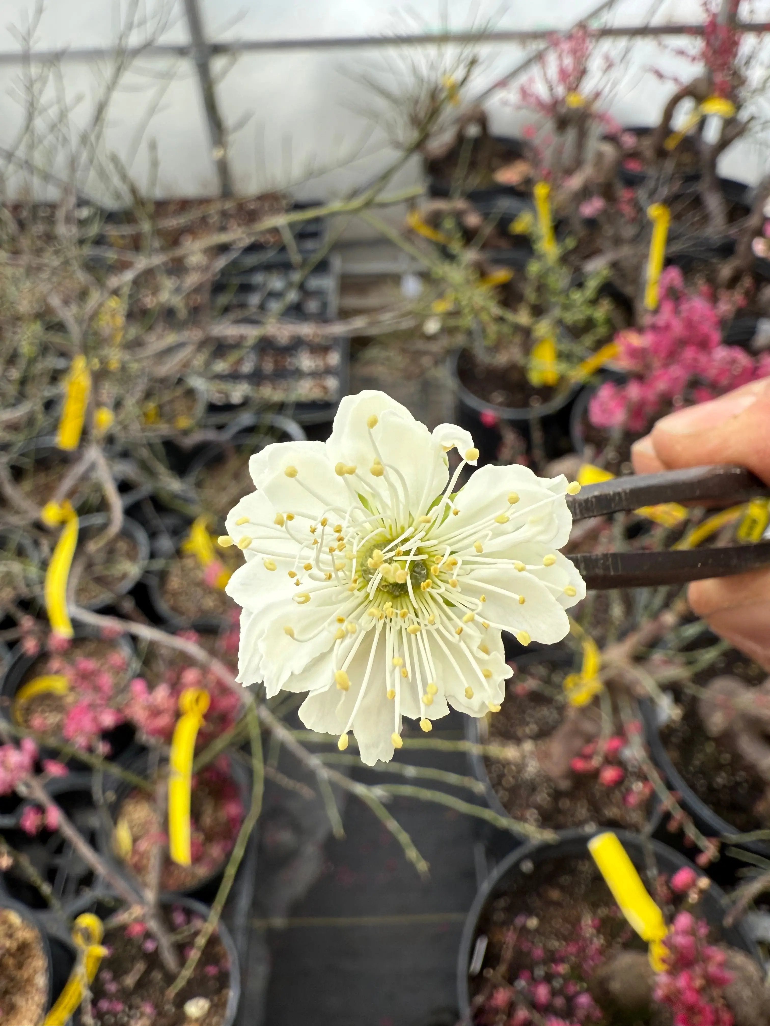 Prunus mume 'Nánjīng fùhuángxiāng' Canada Bonsai