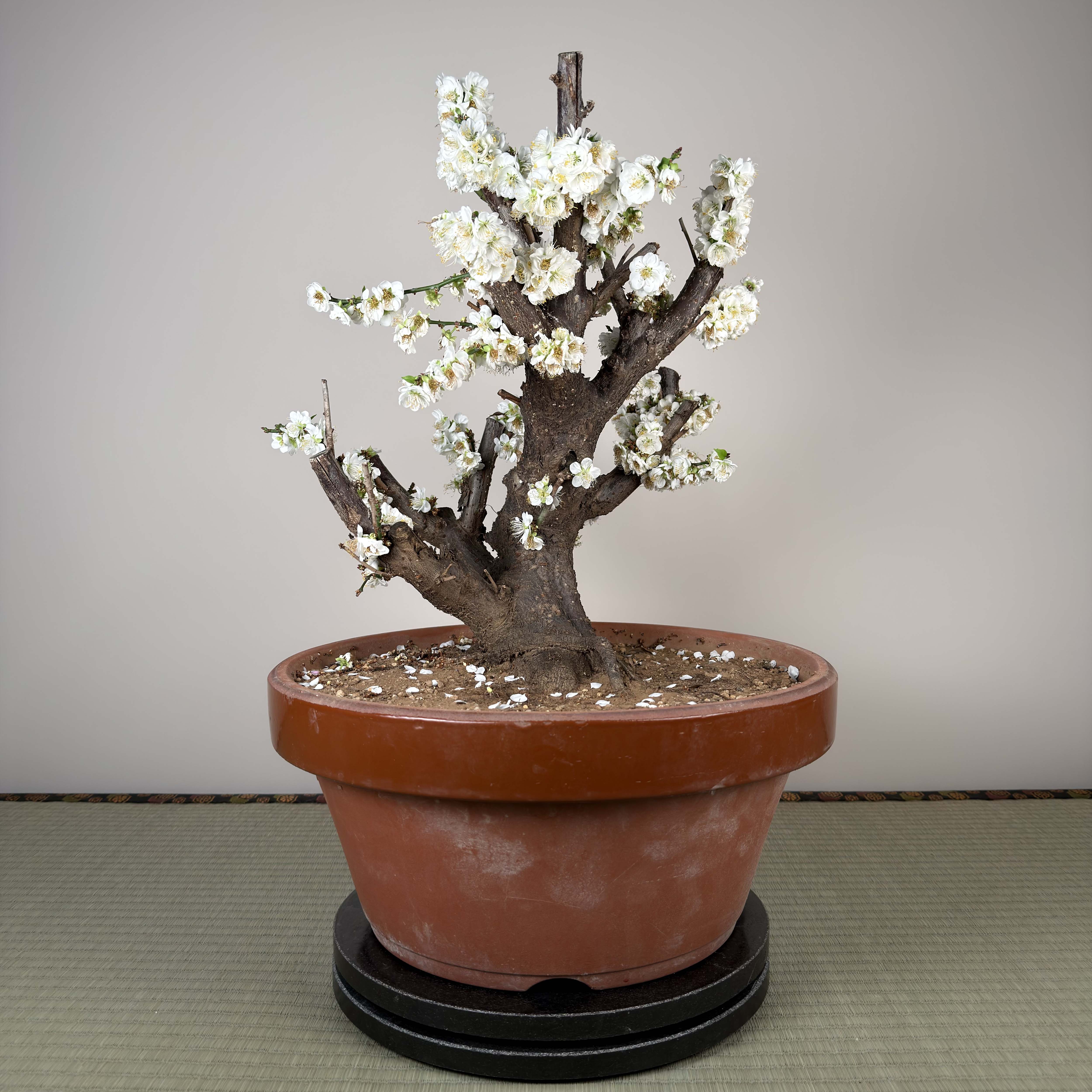 Glycine floribunda