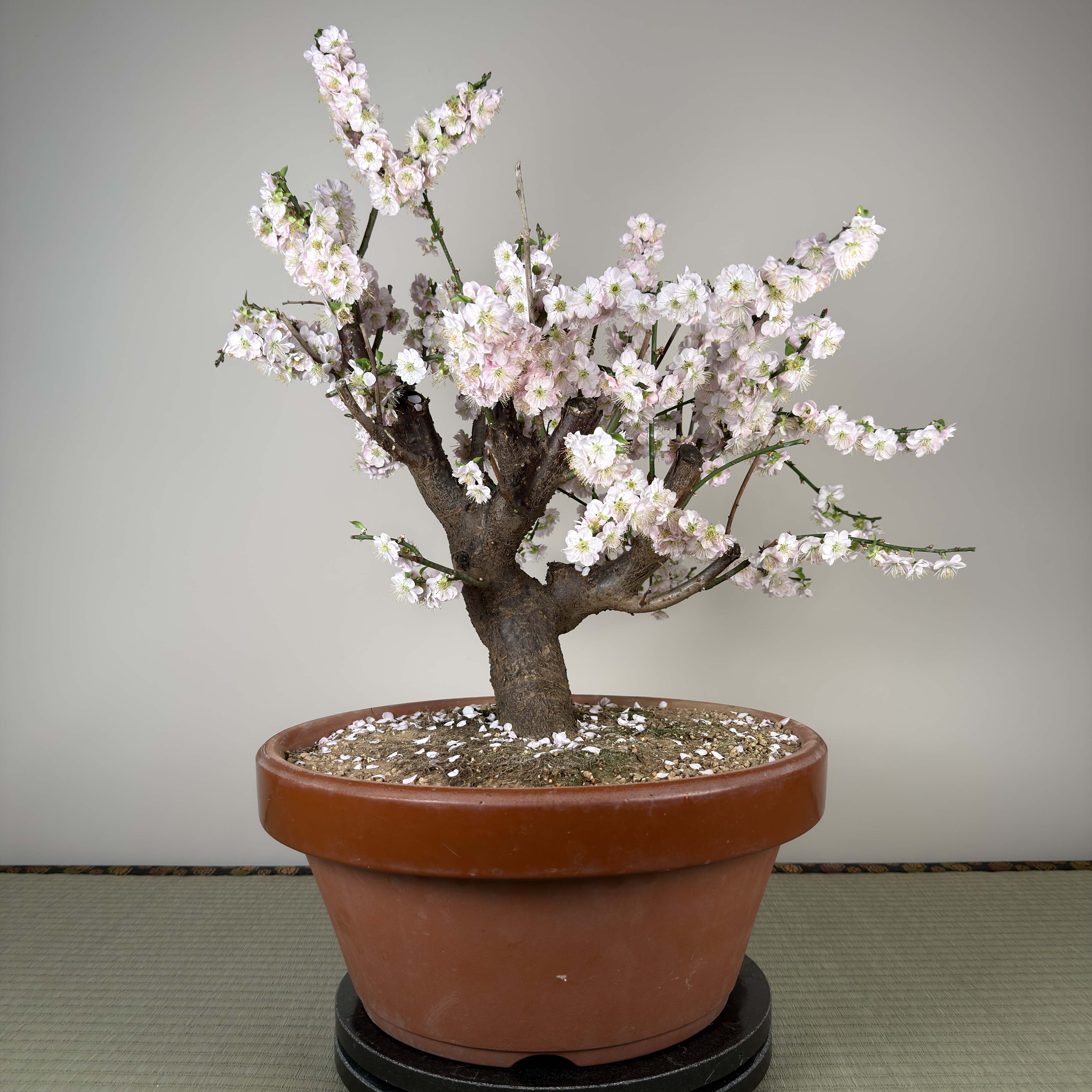 Glycine floribunda