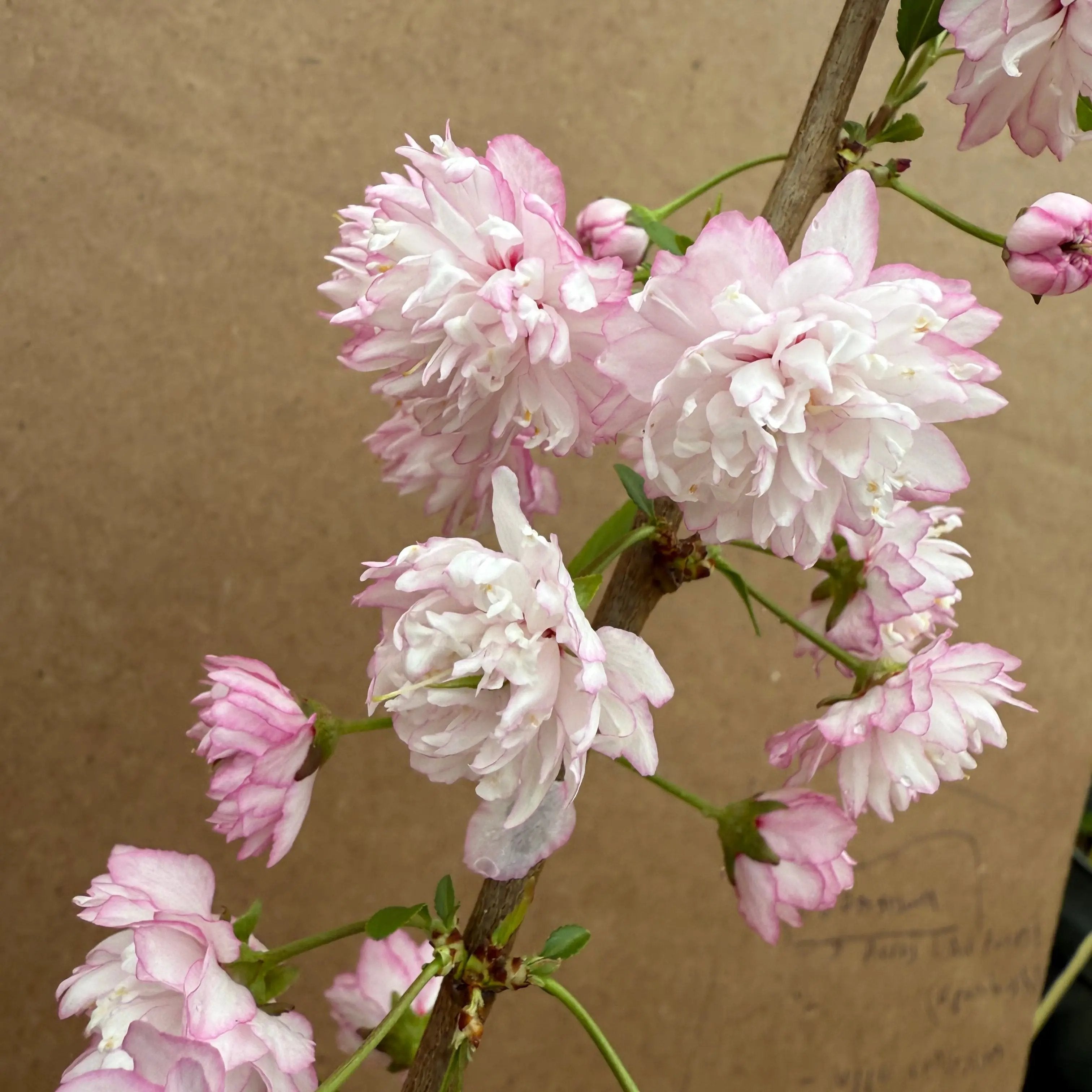 Prunus glandulosa