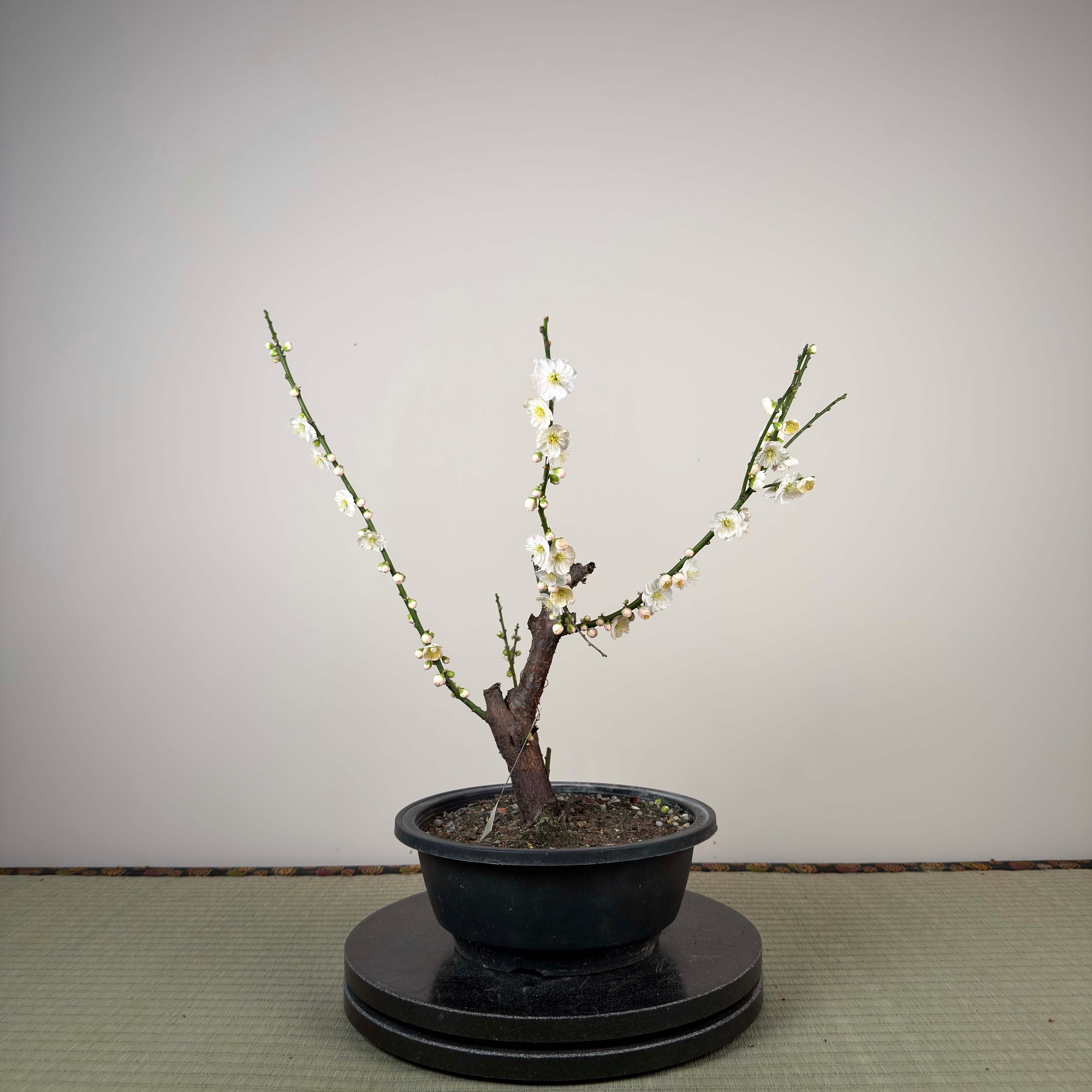 Glycine floribunda