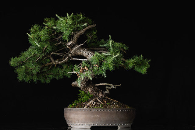 Larix laricina 106