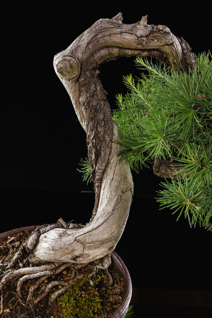 Larix laricina 1