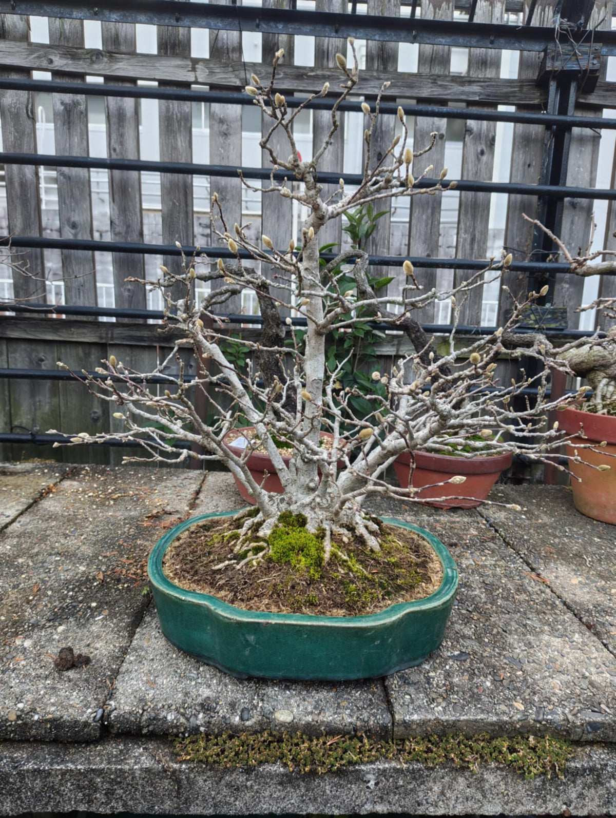 Magnolia kobus