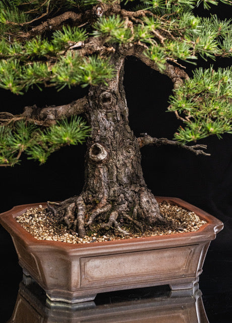 Pinus sylvestris