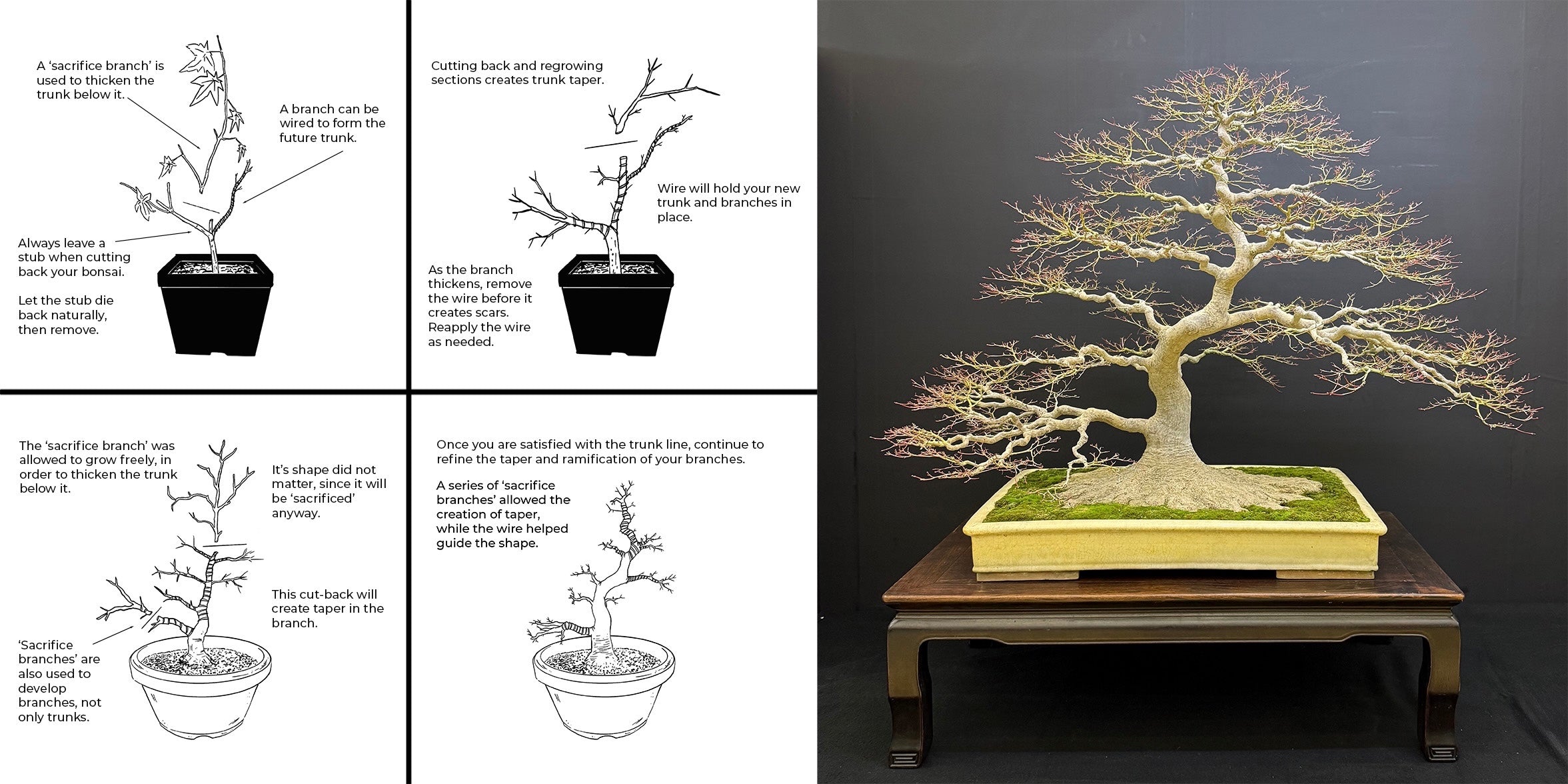 Acer palmatum 'Sango Kaku' (oddballs)