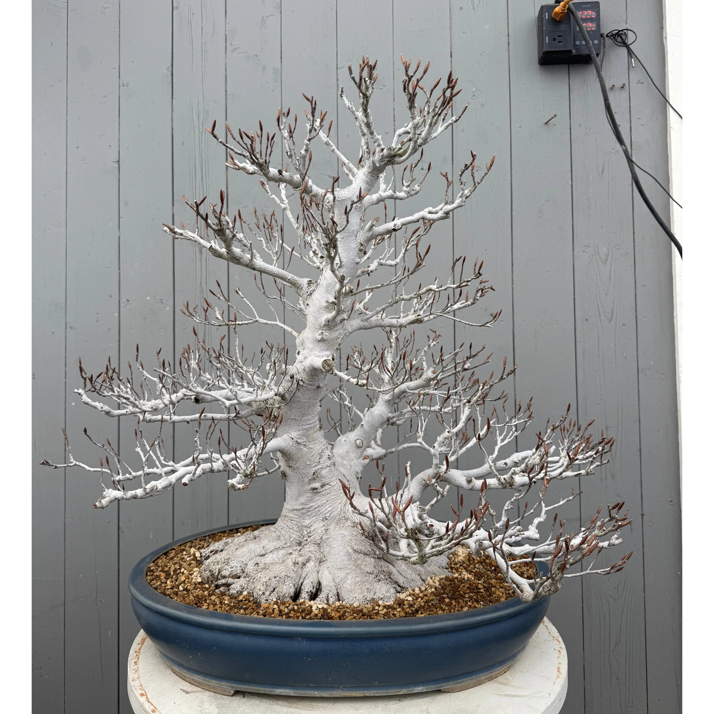 Fagus crenata