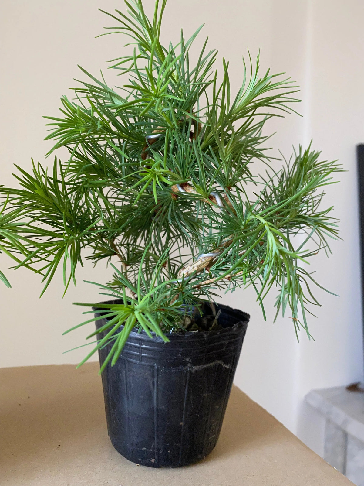 Japanese Larch Canada Bonsai