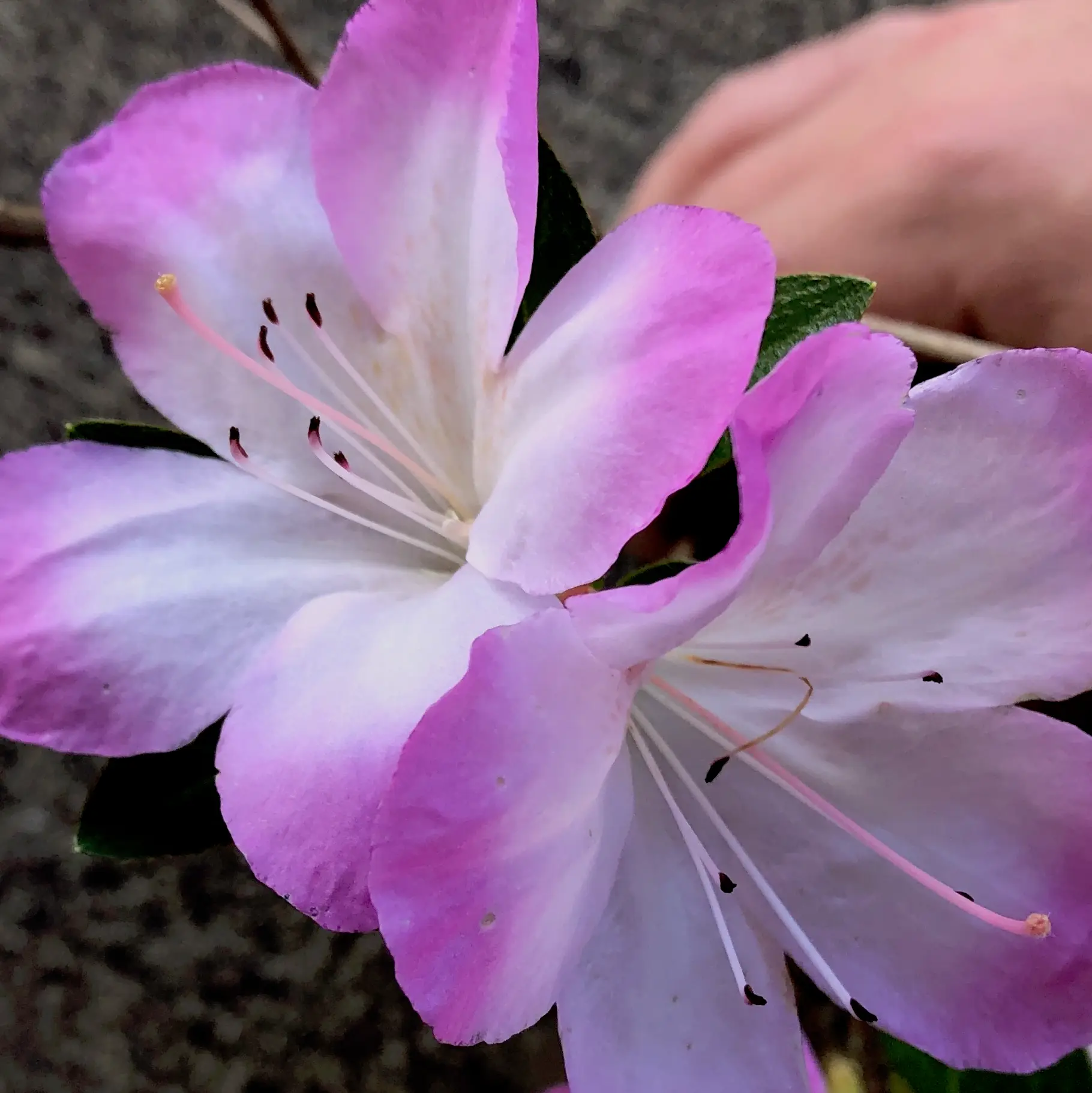 Satsuki Azalea Canada Bonsai