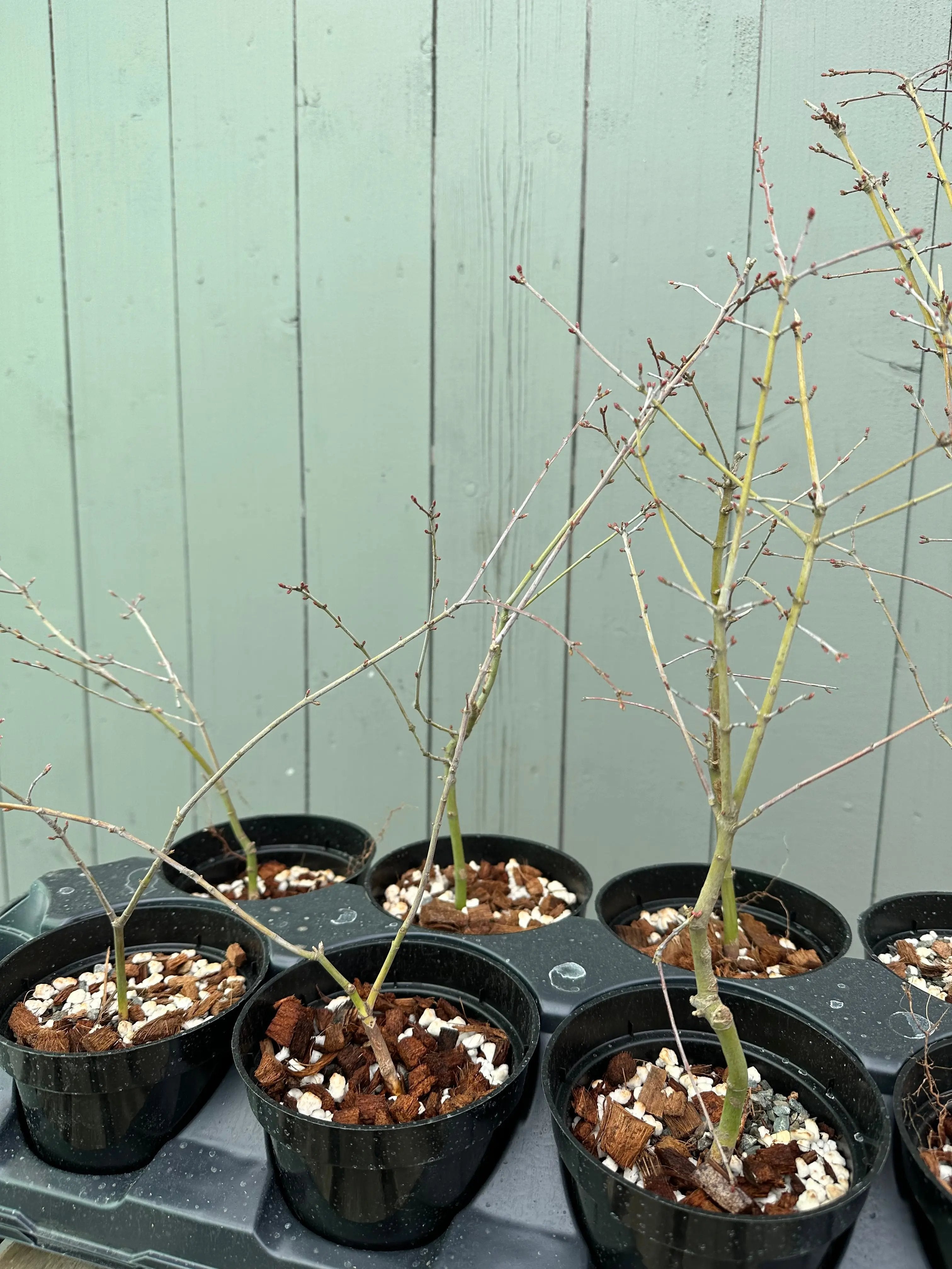 Japanese Maple 'Yuki Hime' Canada Bonsai