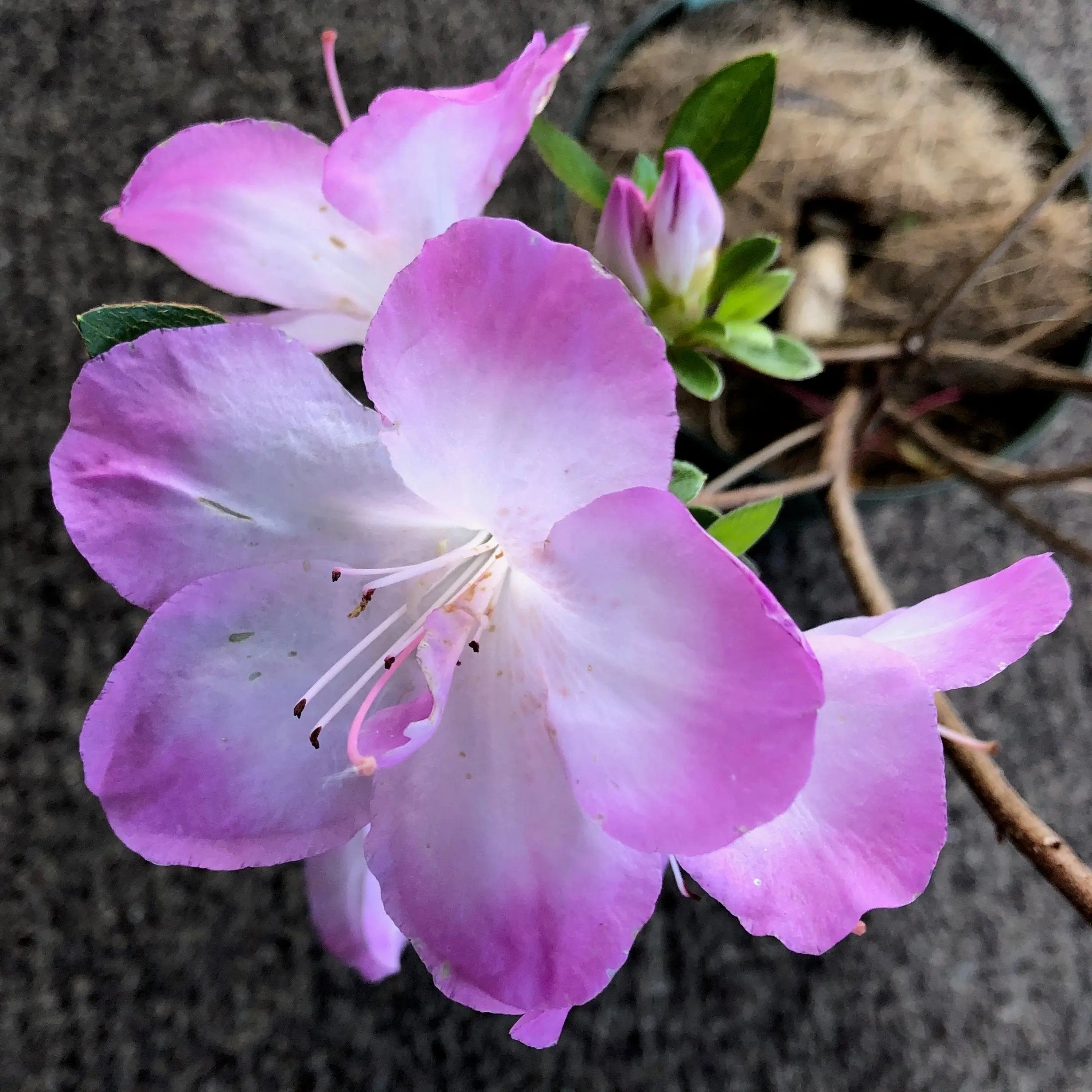 Satsuki Azalea 'Minato' Canada Bonsai