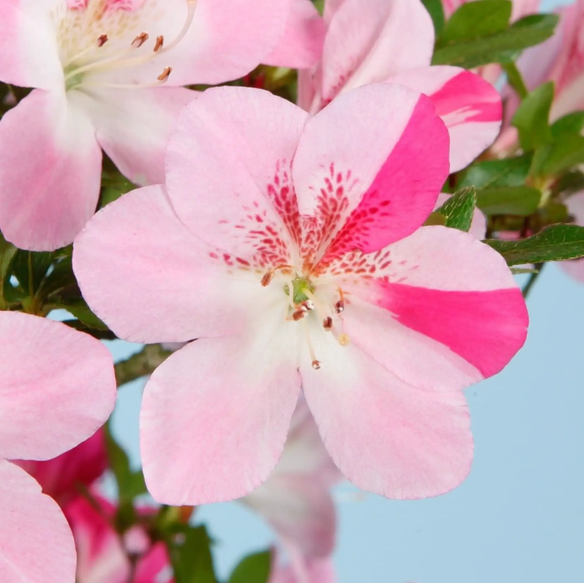Satsuki Azalea 'Momoka' Canada Bonsai