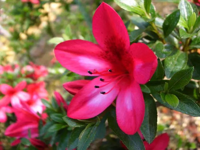 Satsuki Azalea 'Benikage' Canada Bonsai