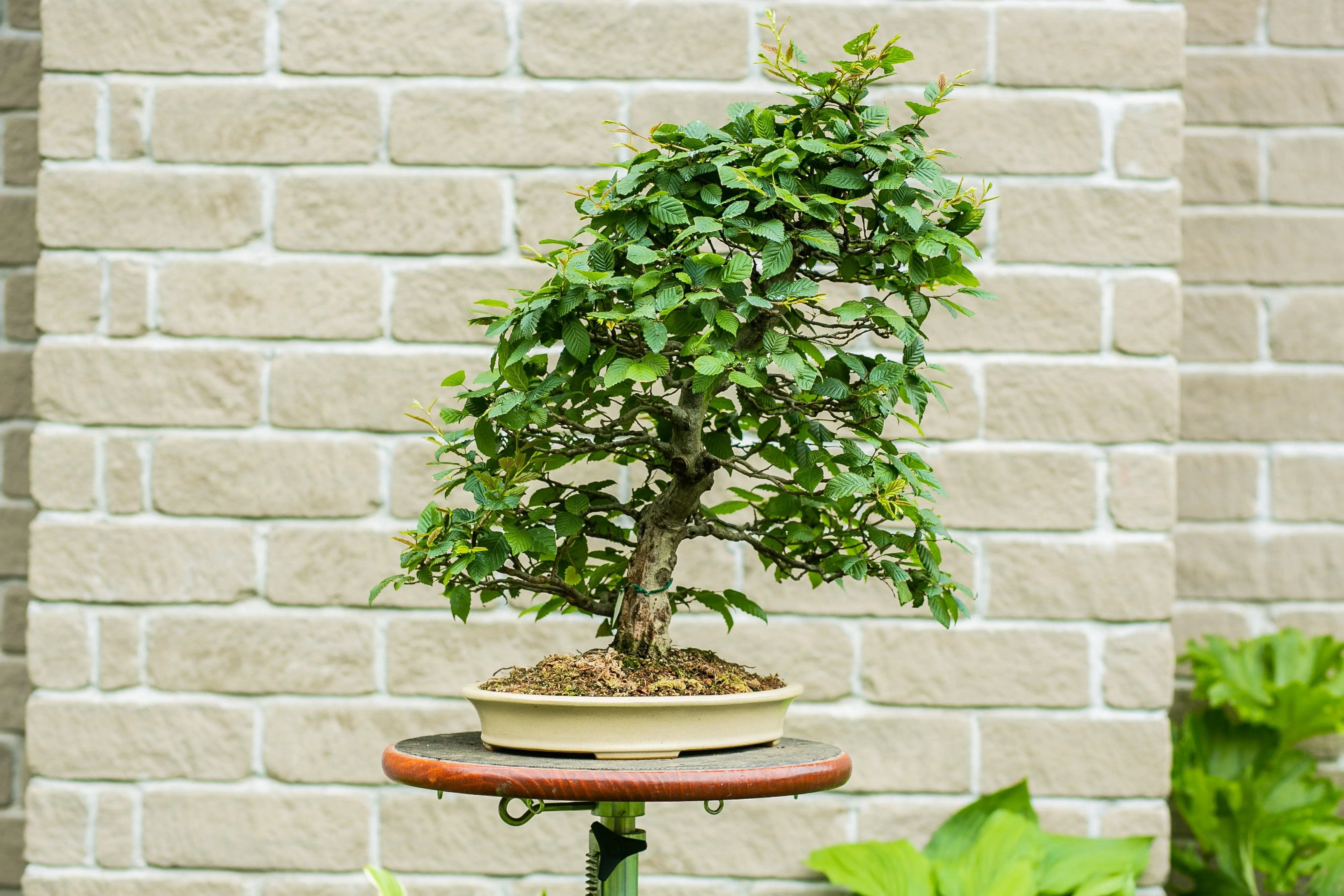 Carpinus betulus Canada Bonsai