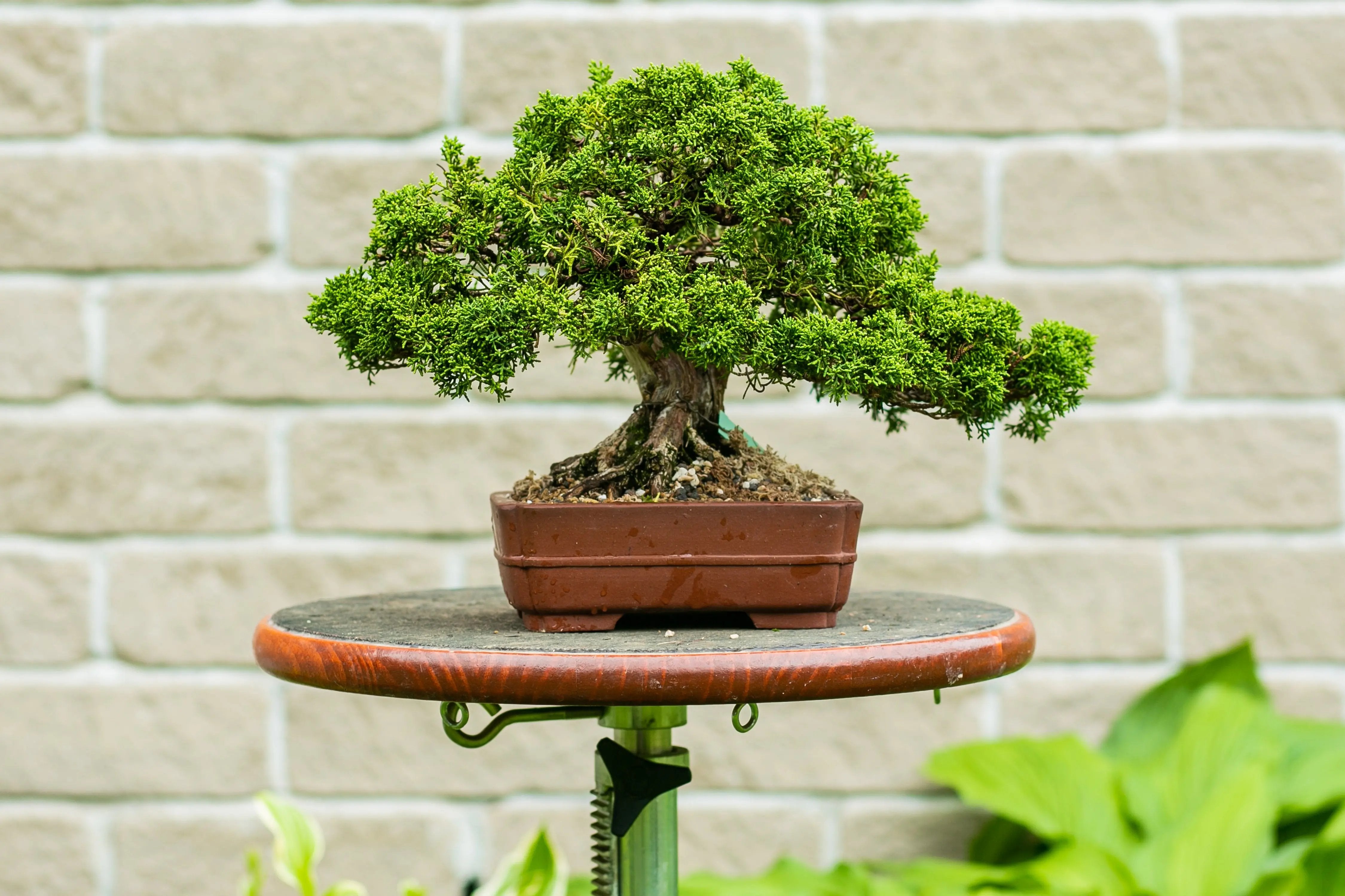 Juniperus chinensis Canada Bonsai