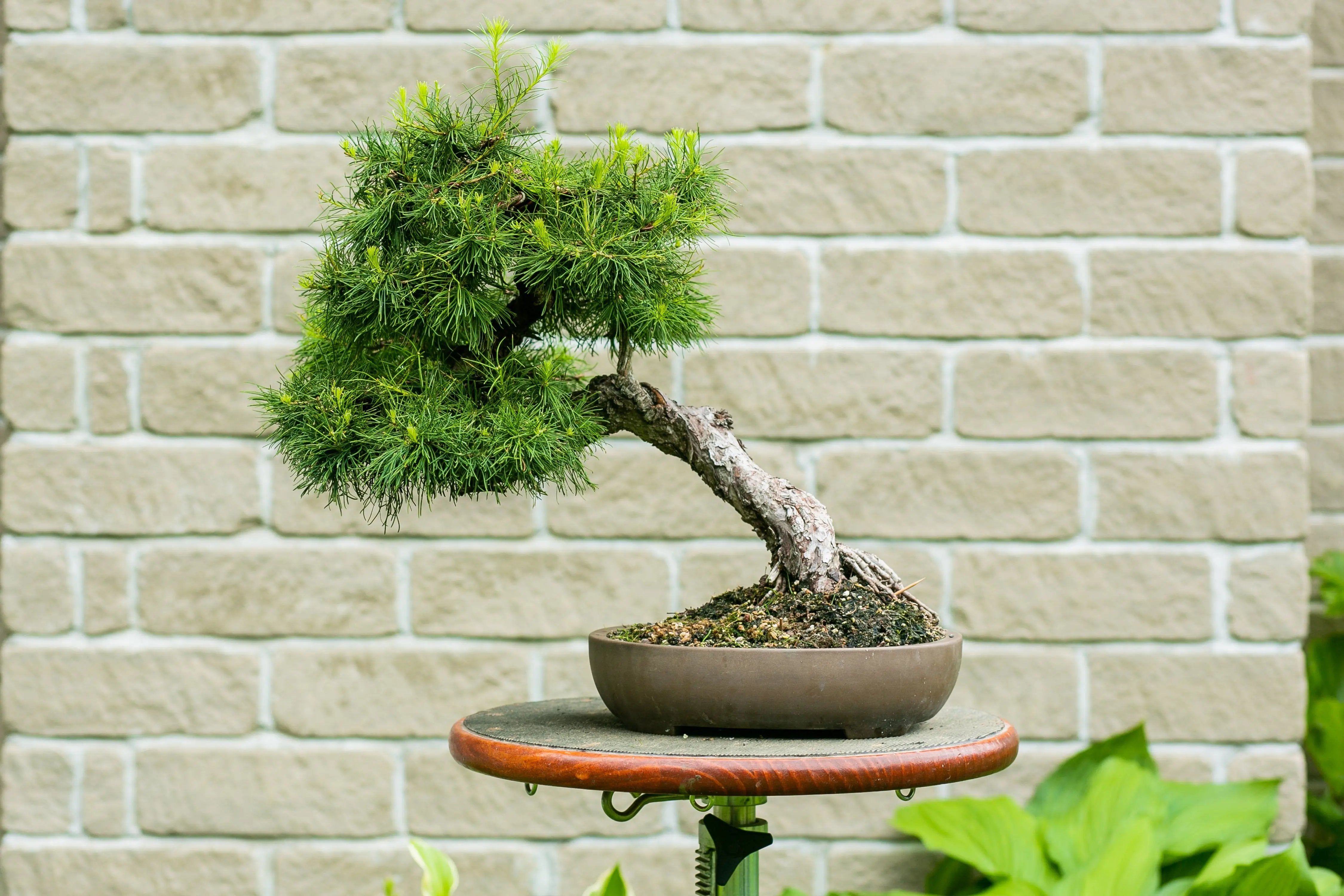 Larix laricina Canada Bonsai