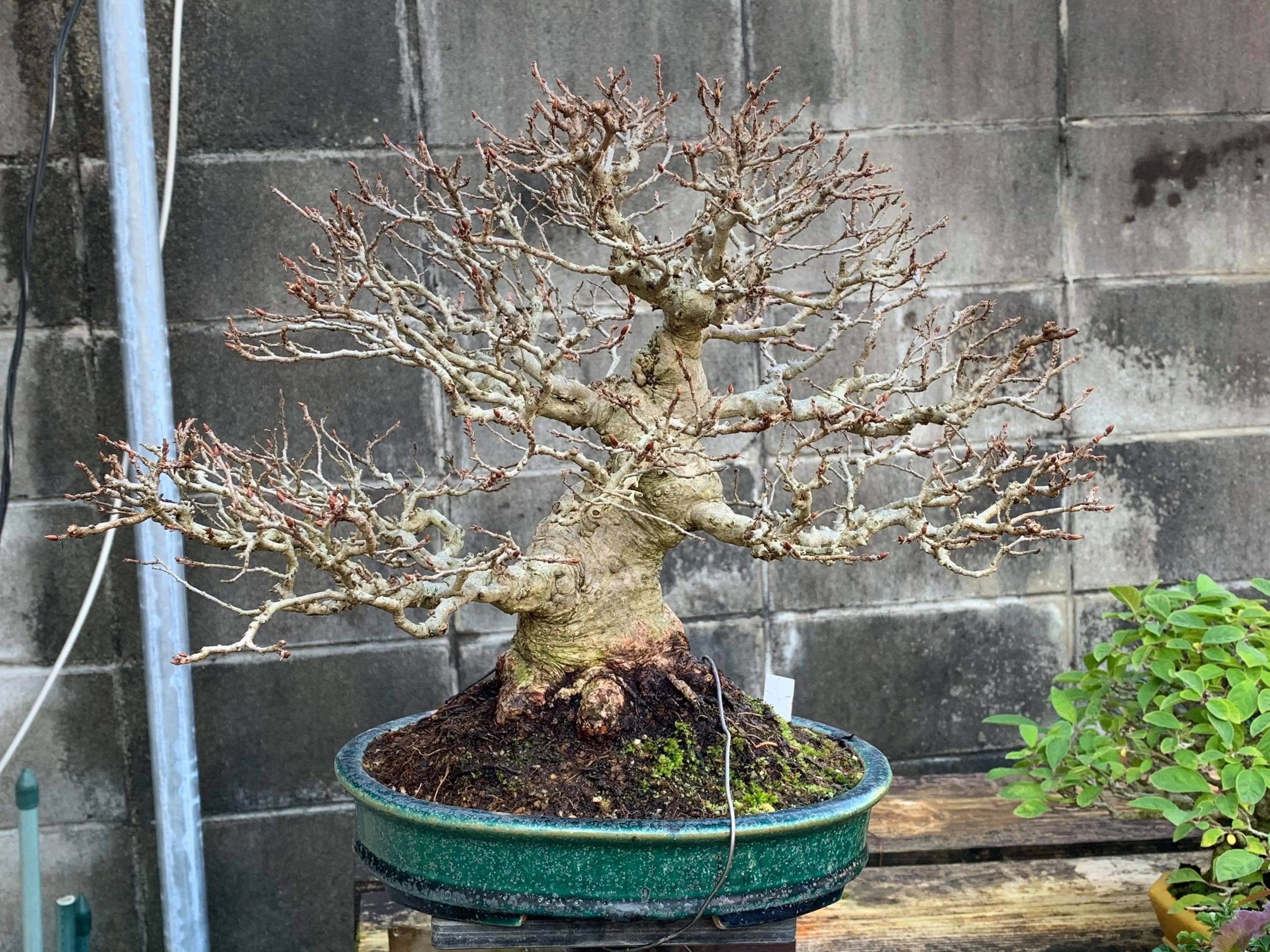 Carpinus turczaninowii Canada Bonsai
