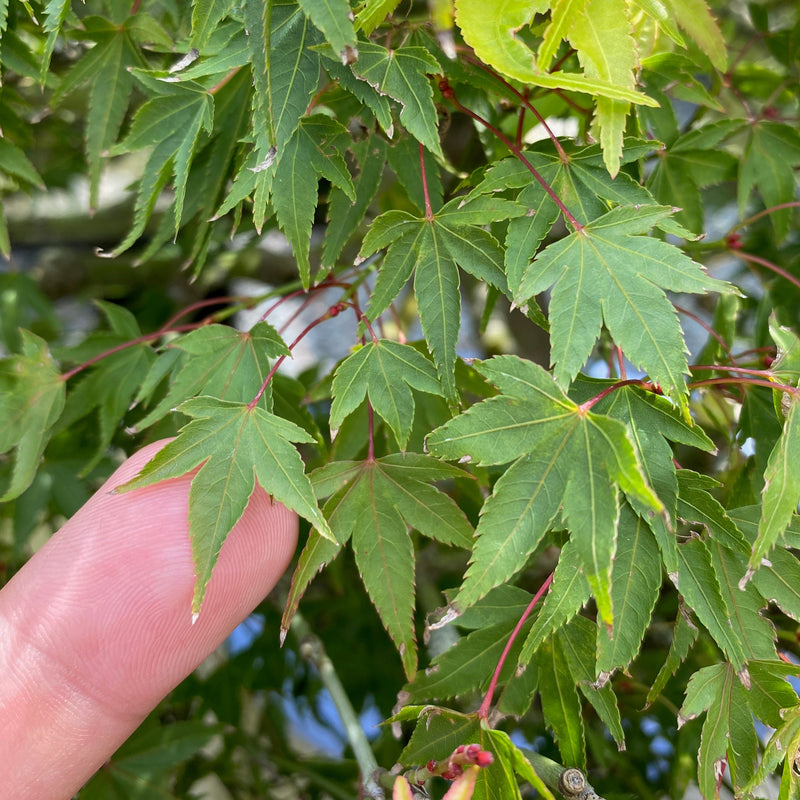 Acer palmatum 'Kiyo Hime'