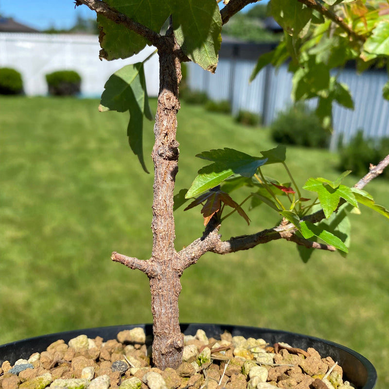 Acer buergerianum Rough Bark
