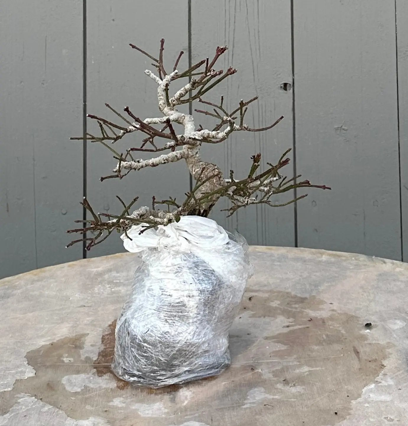 Euonymus #5 Canada Bonsai