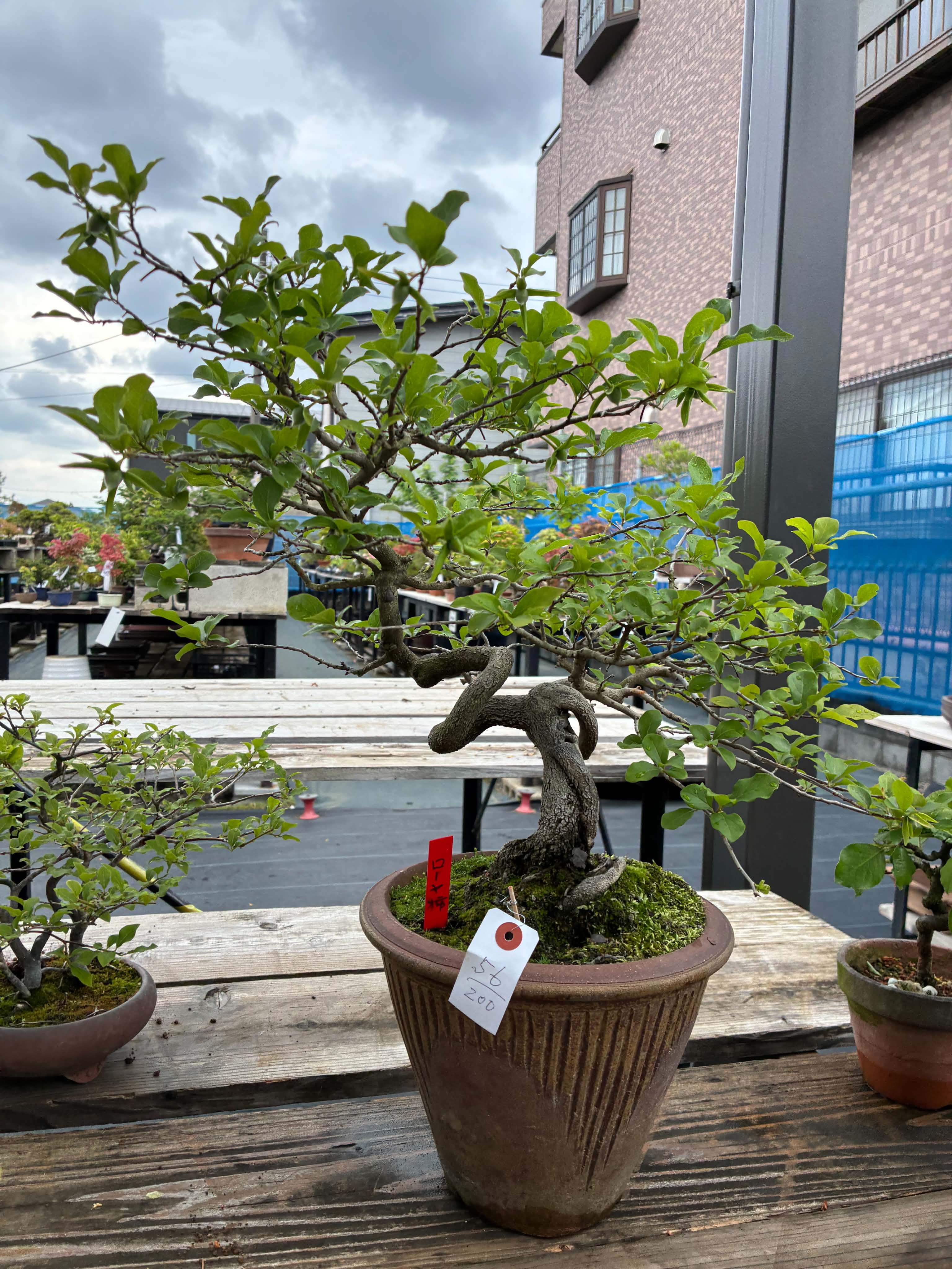 Diospyros (female & male)