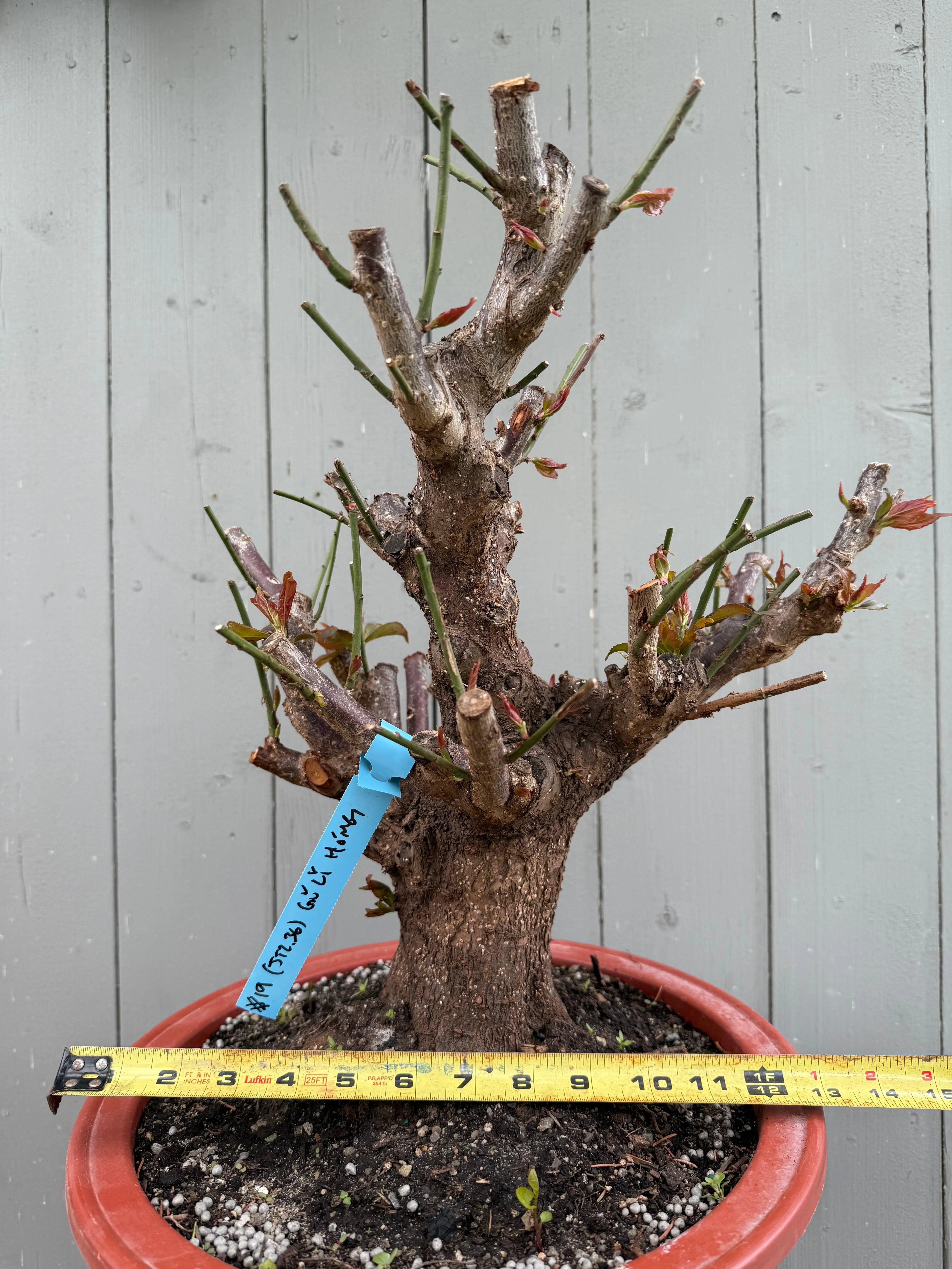 Prunus mume 'Gǔ lǐ hóng' Canada Bonsai