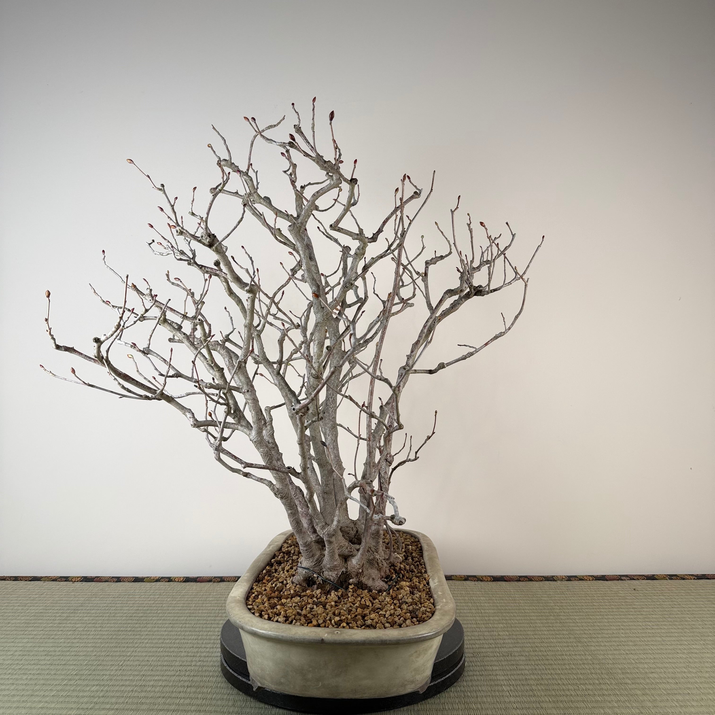 Corylopsis spicata