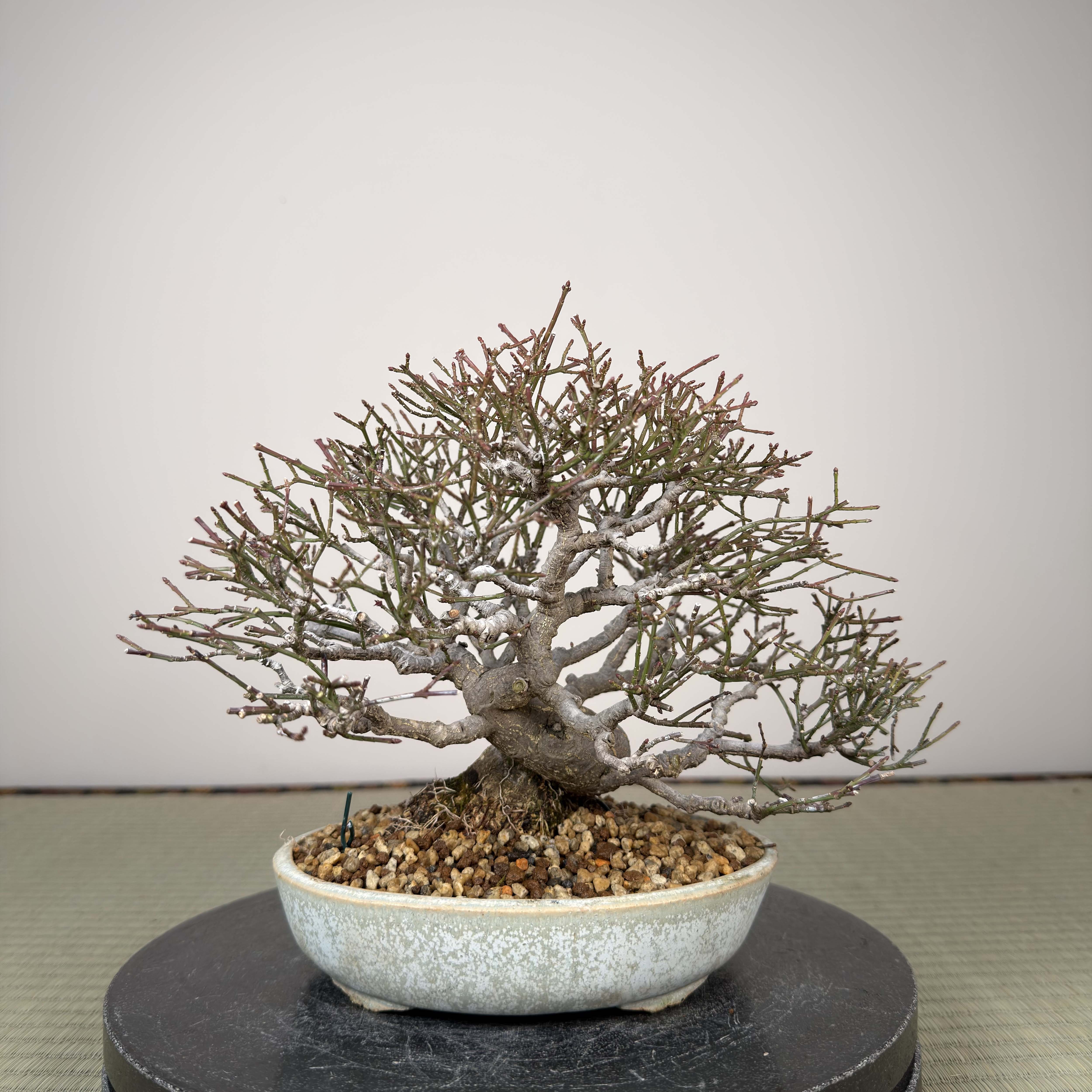 Euonymus