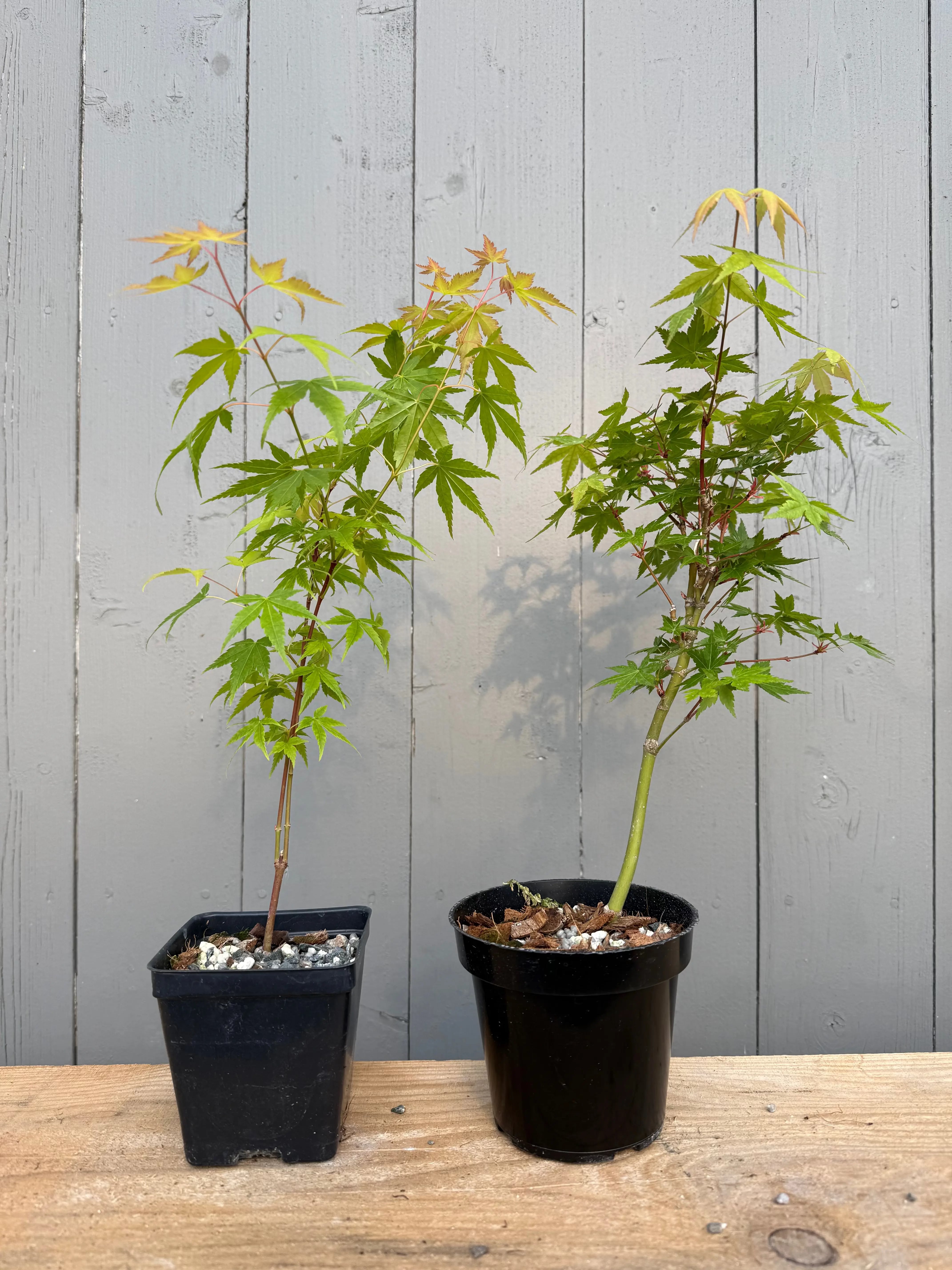 Acer palmatum 'Katsura' (cuttings) Canada Bonsai