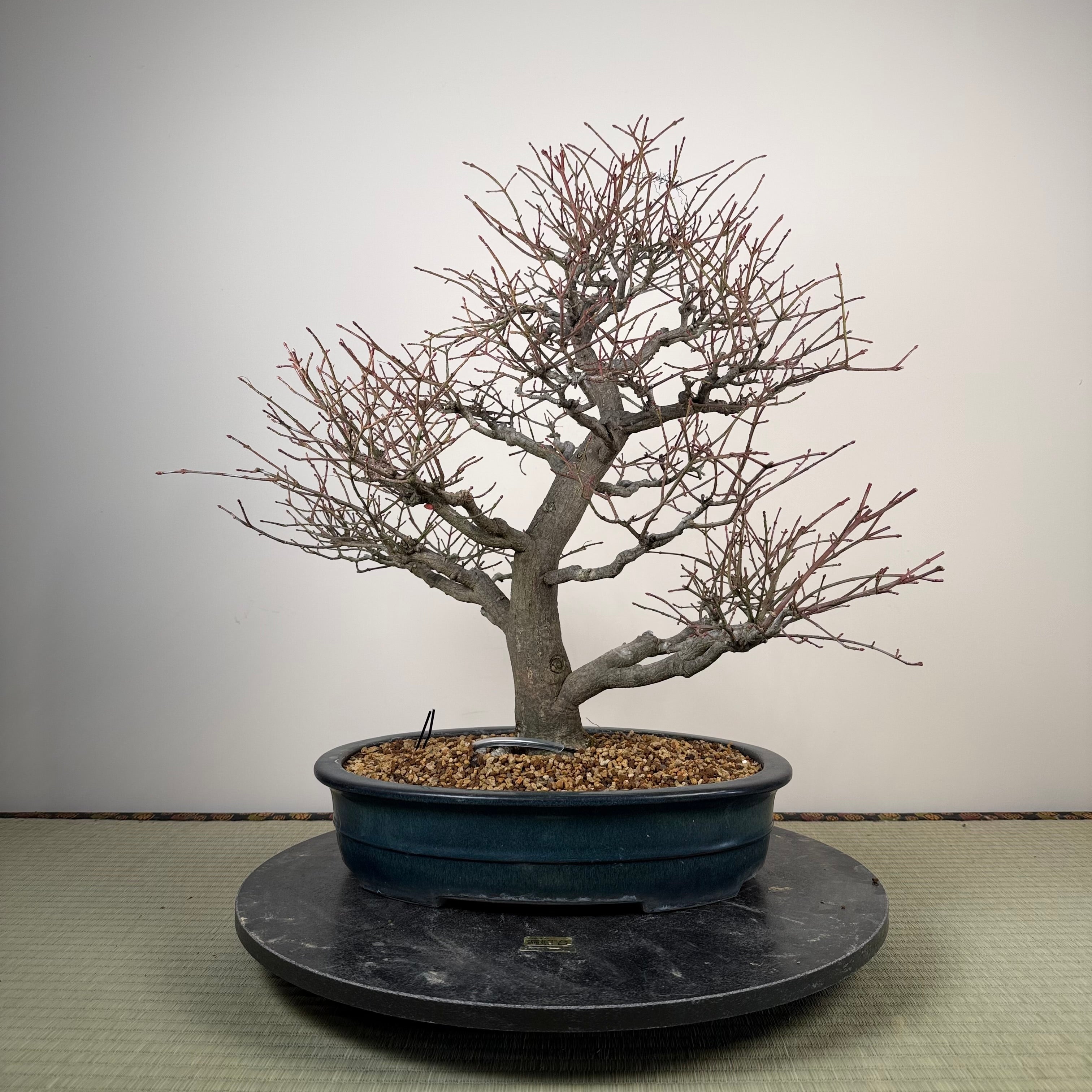 Euonymus