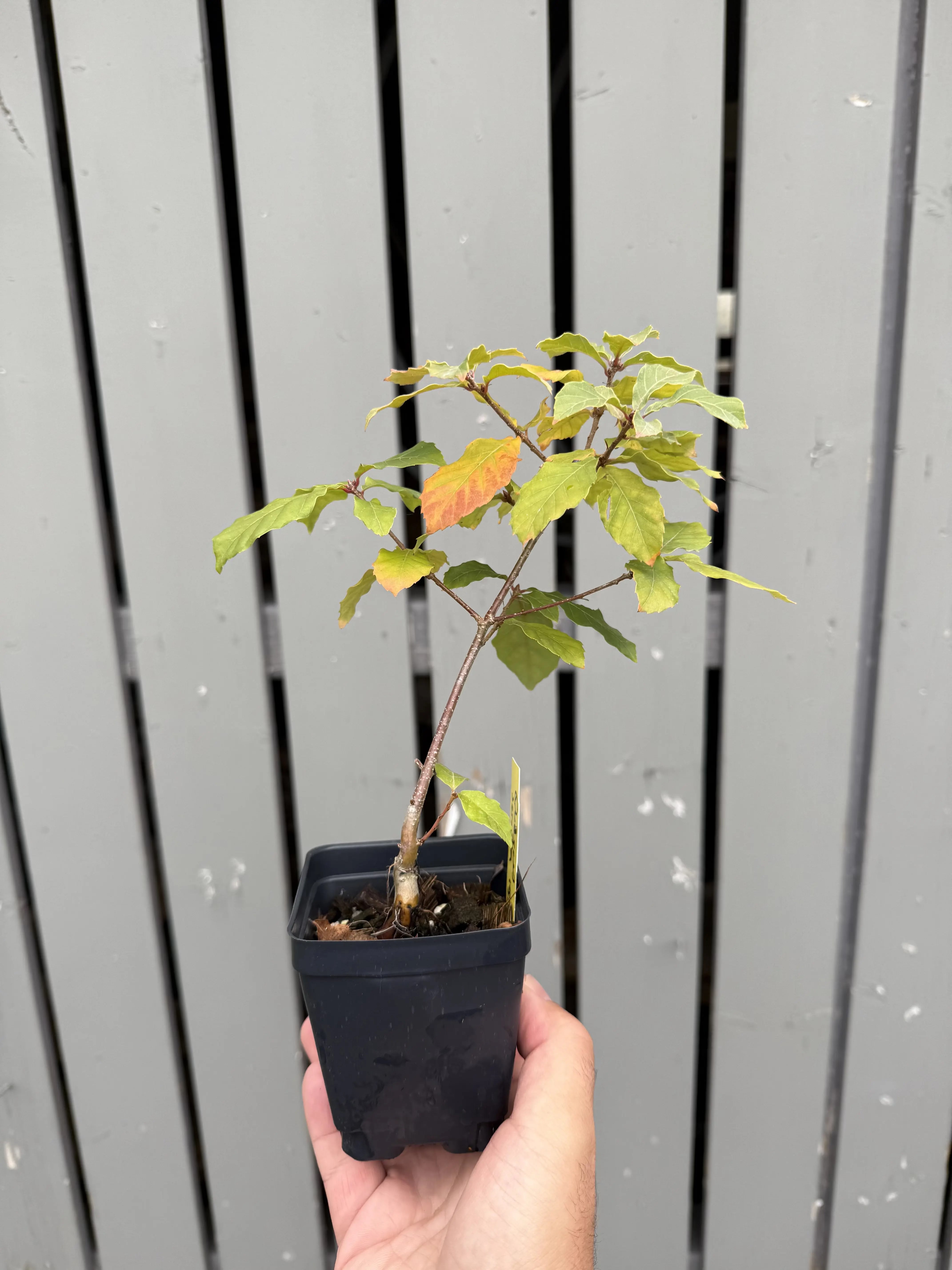 Quercus Serrata #1 Canada Bonsai