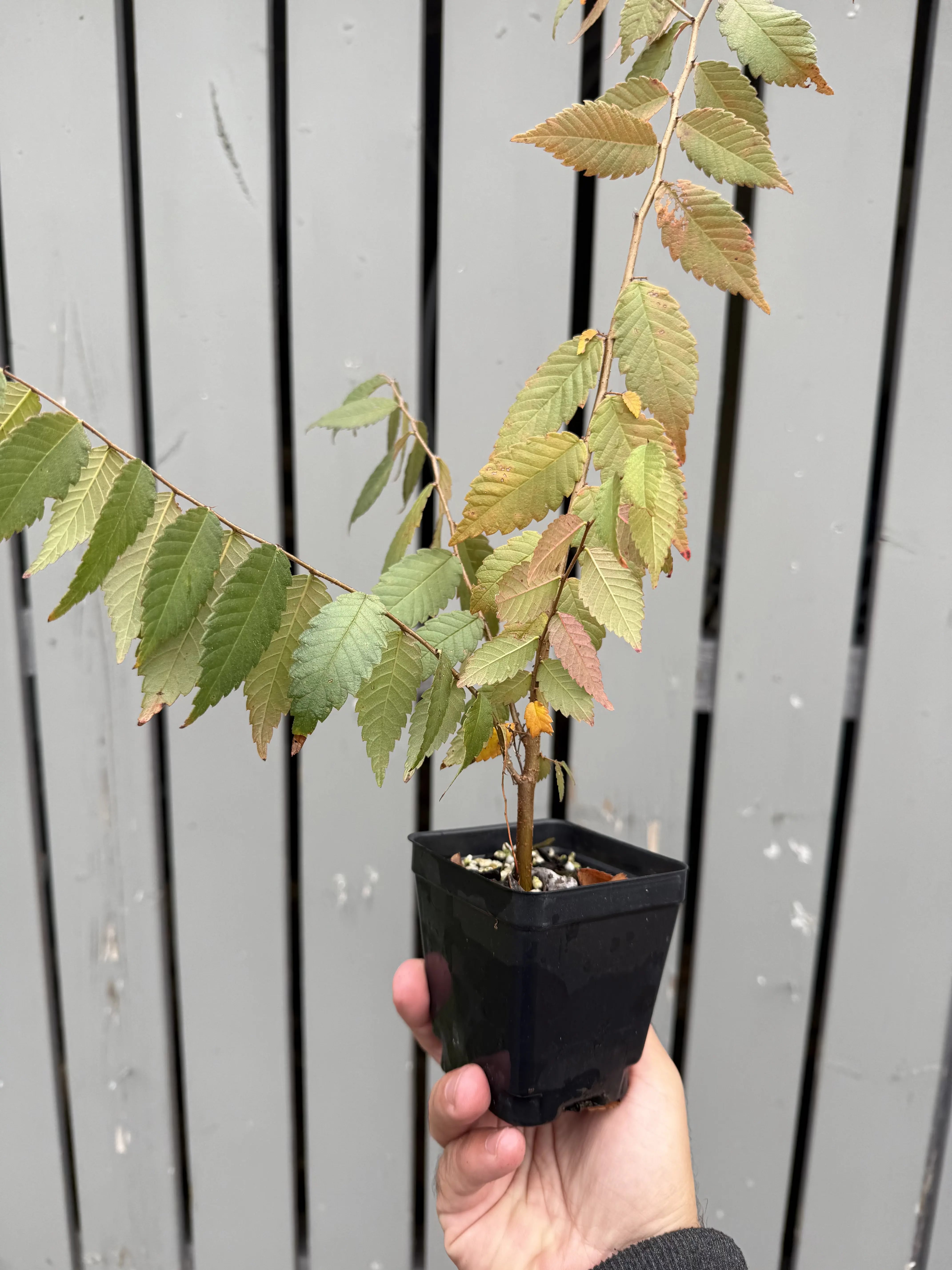 Zelkova serrata #2 Canada Bonsai