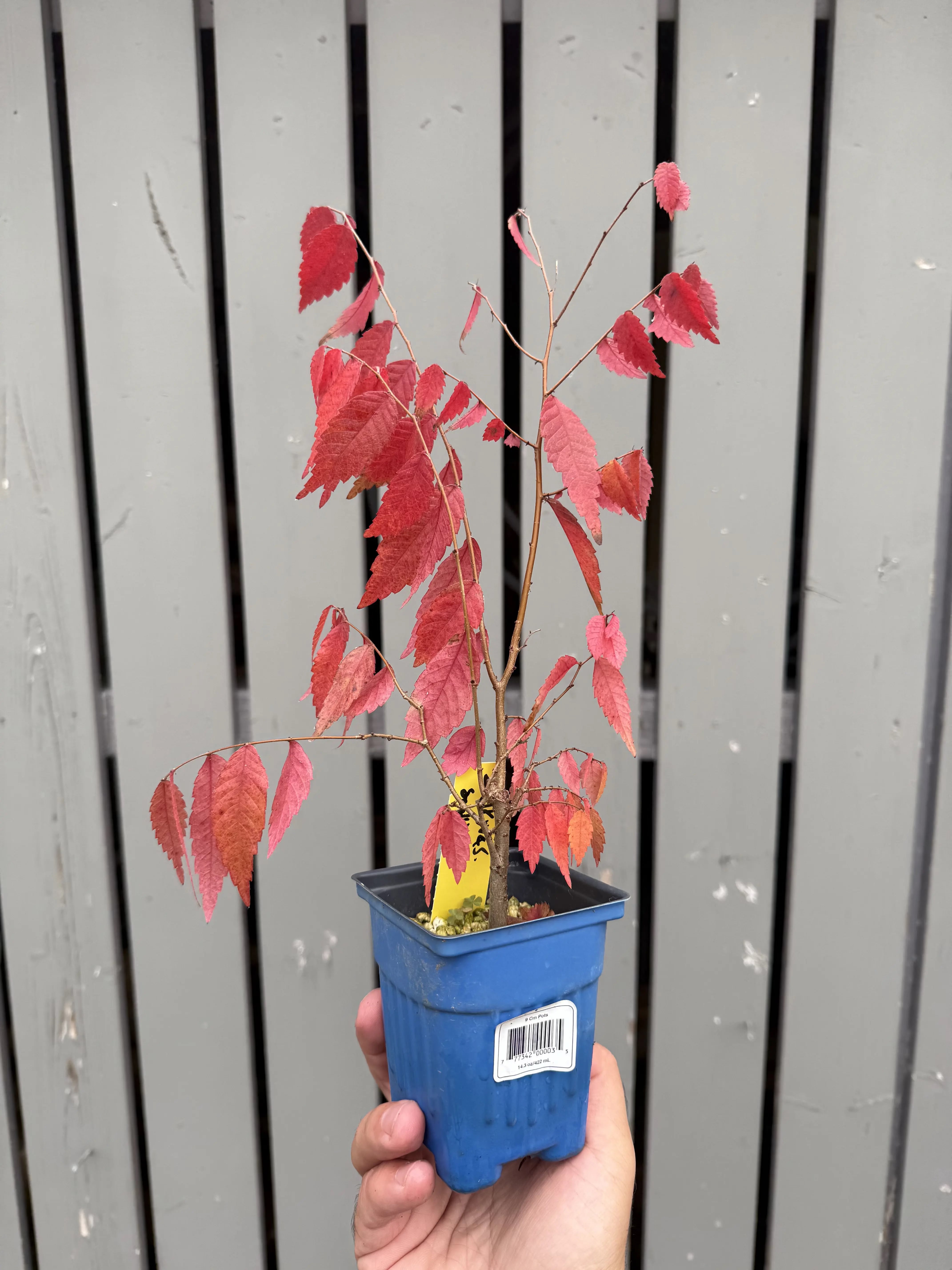 Zelkova serrata #4 Canada Bonsai
