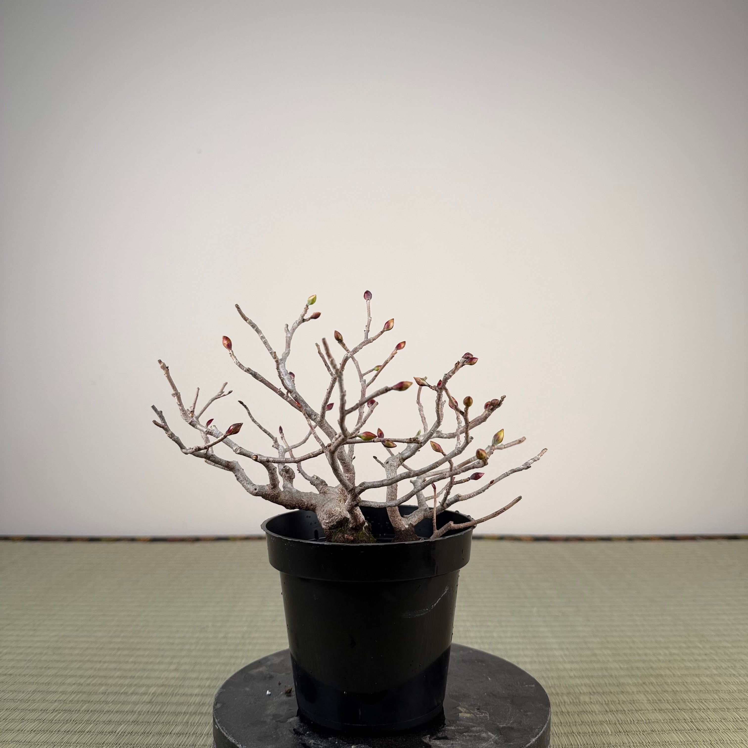 Corylopsis spicata