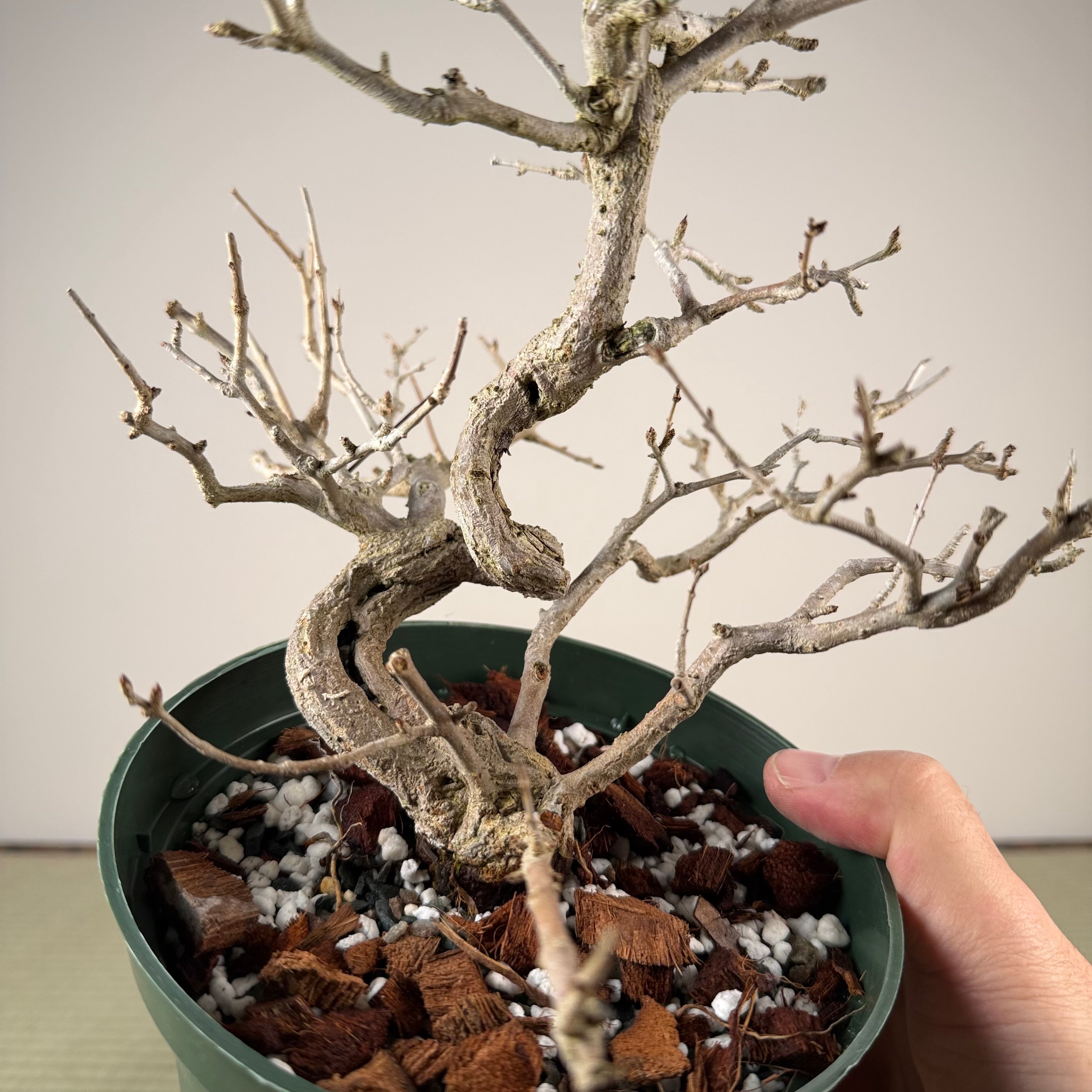 Punica granatum