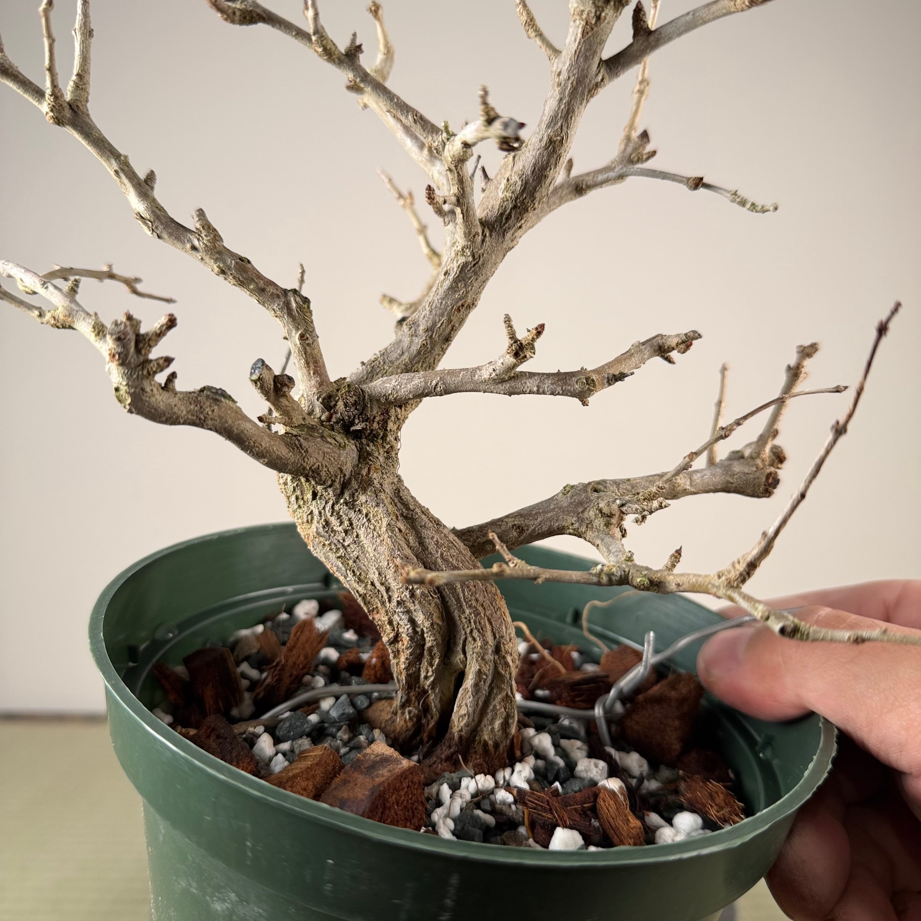 Punica granatum