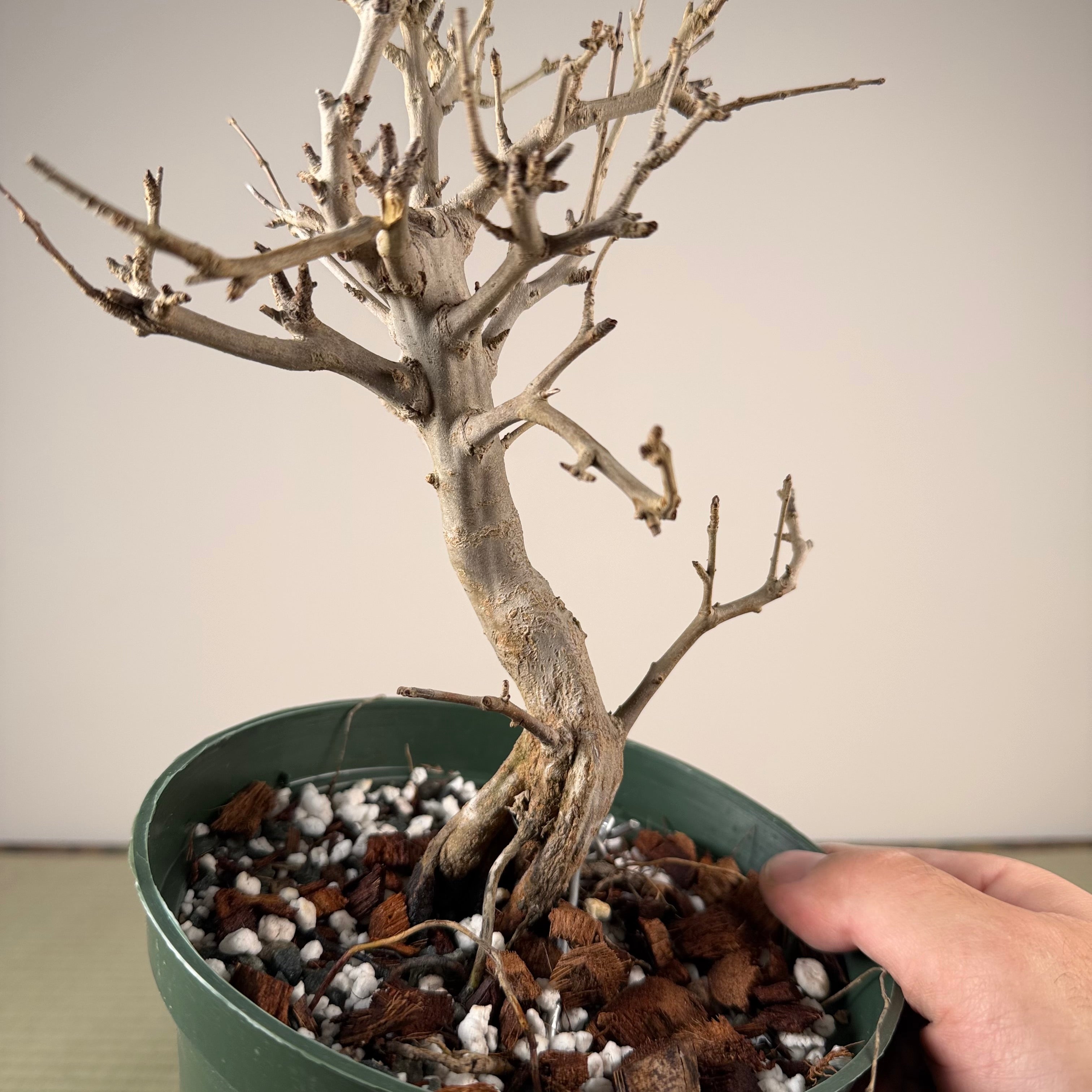Punica granatum